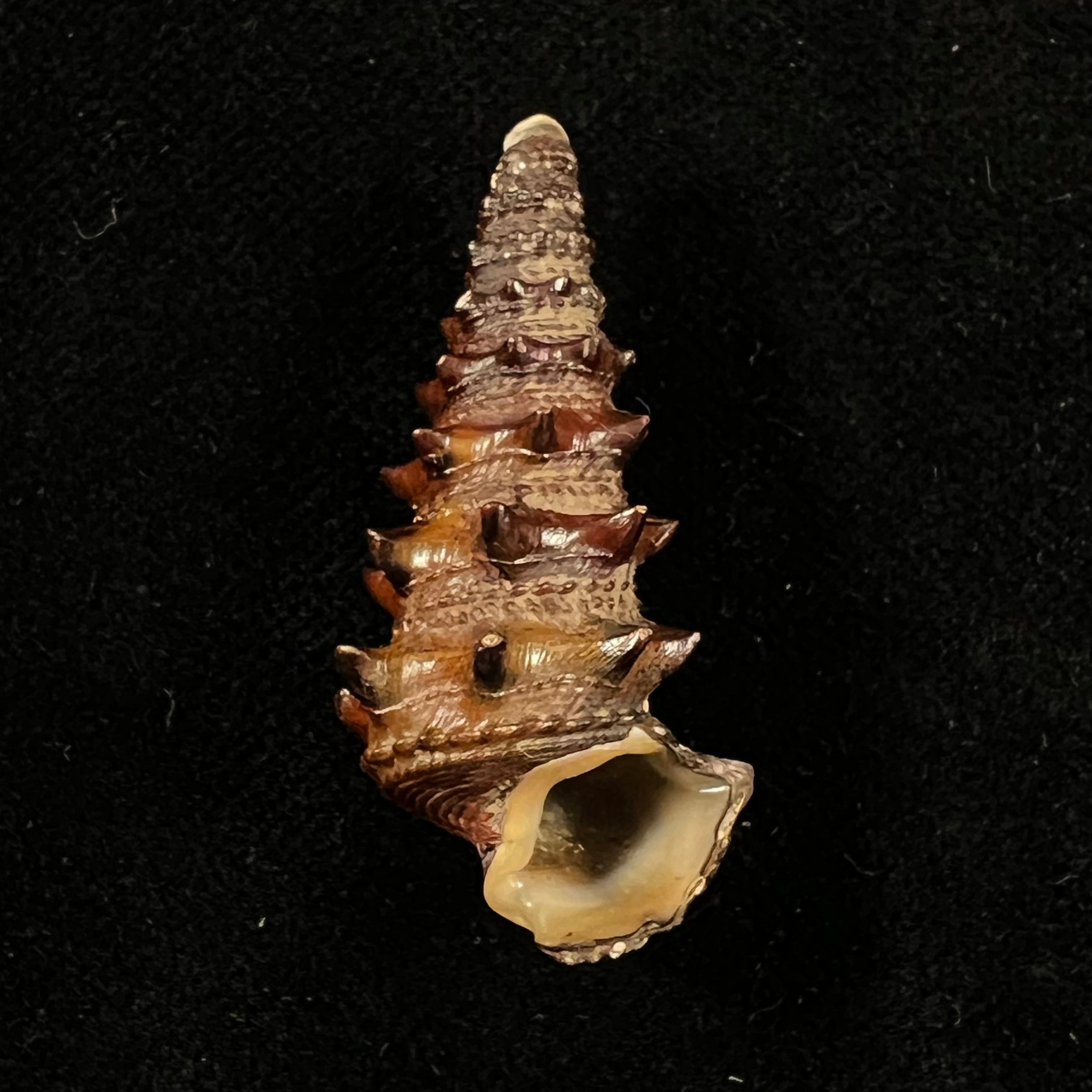 Tympanotonus fuscatus (Linnaeus, 1758) - 39,2mm