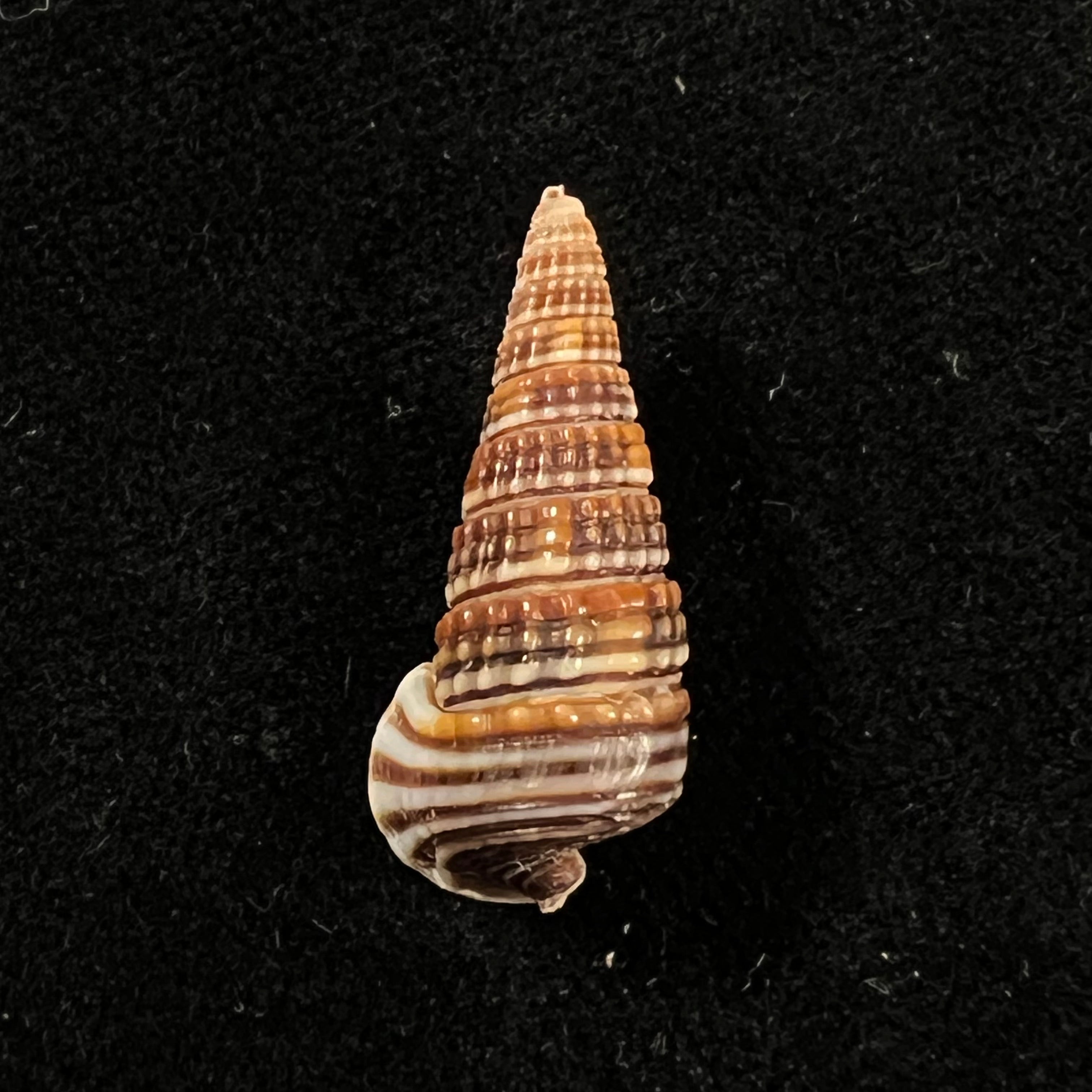 Pirenella cingulata (Gmelin, 1791) - 26,5mm