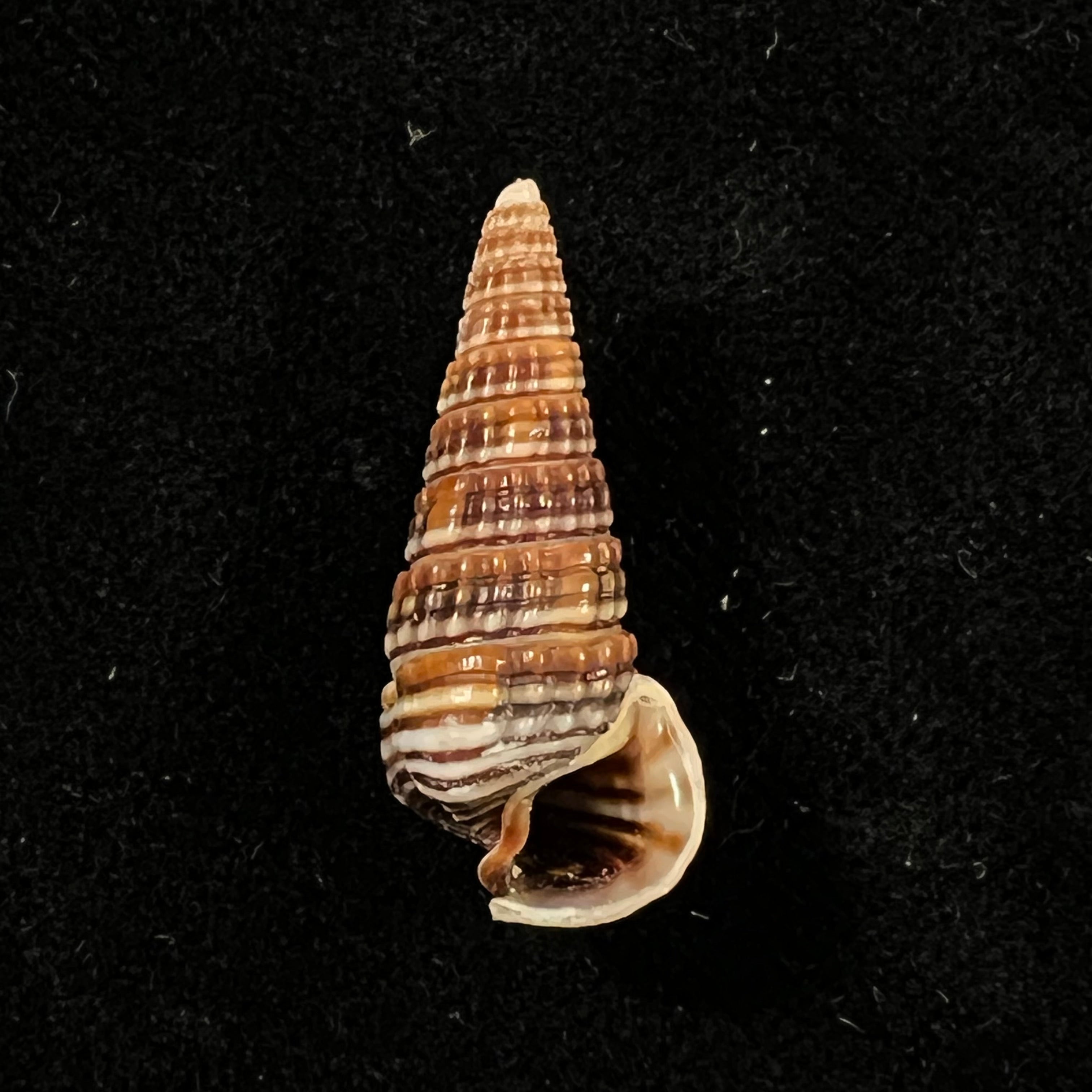 Pirenella cingulata (Gmelin, 1791) - 26,5mm