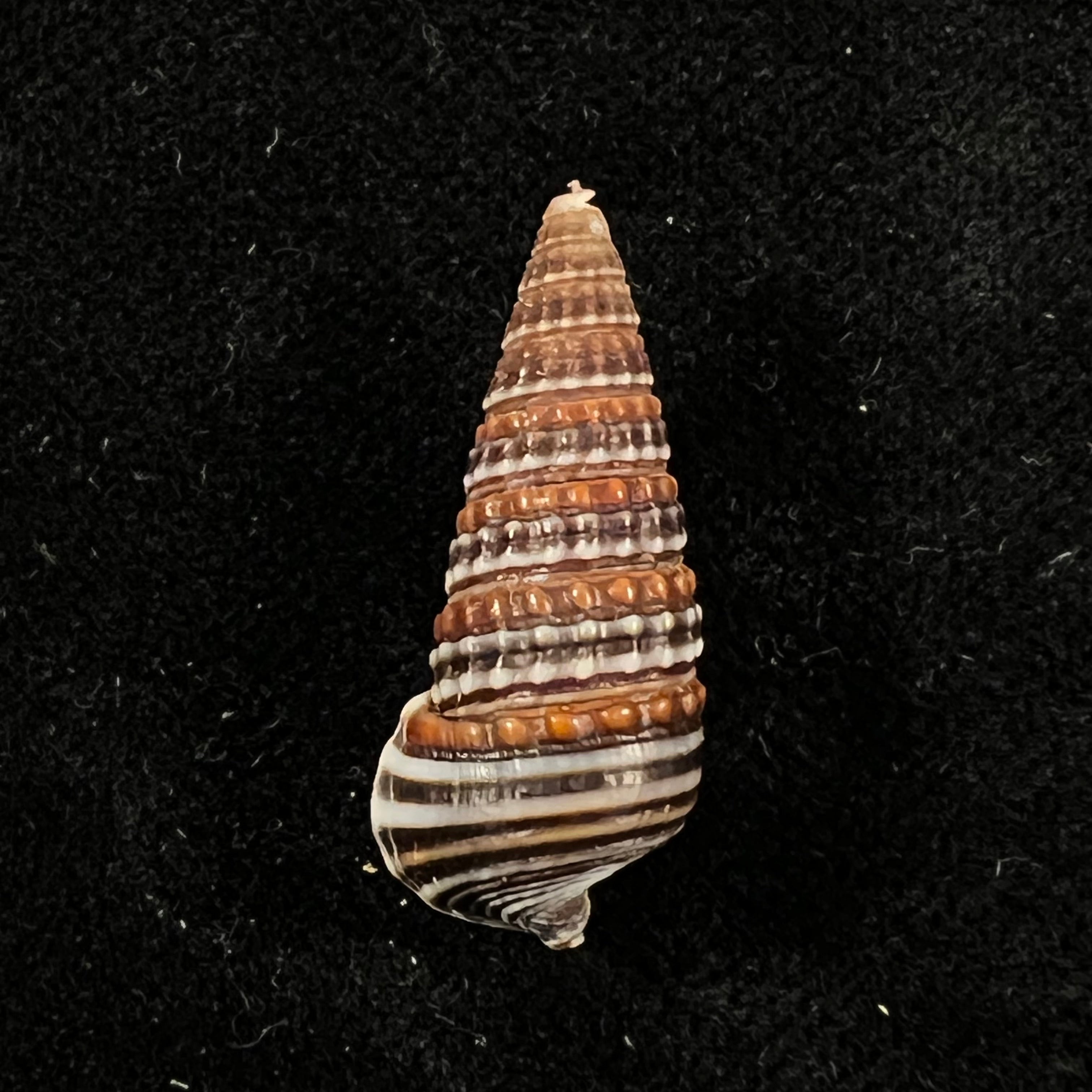 Pirenella cingulata (Gmelin, 1791) - 26mm