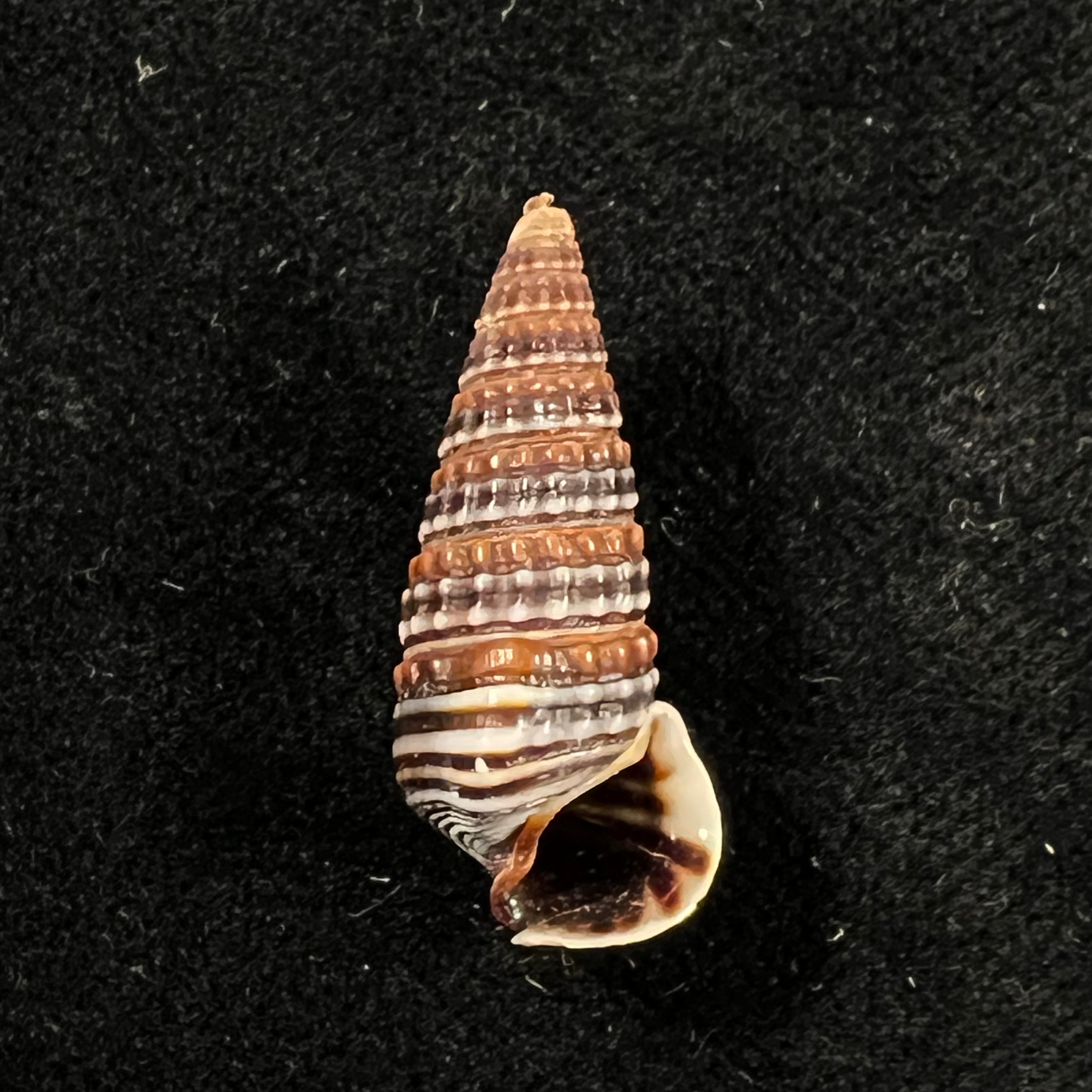 Pirenella cingulata (Gmelin, 1791) - 26mm