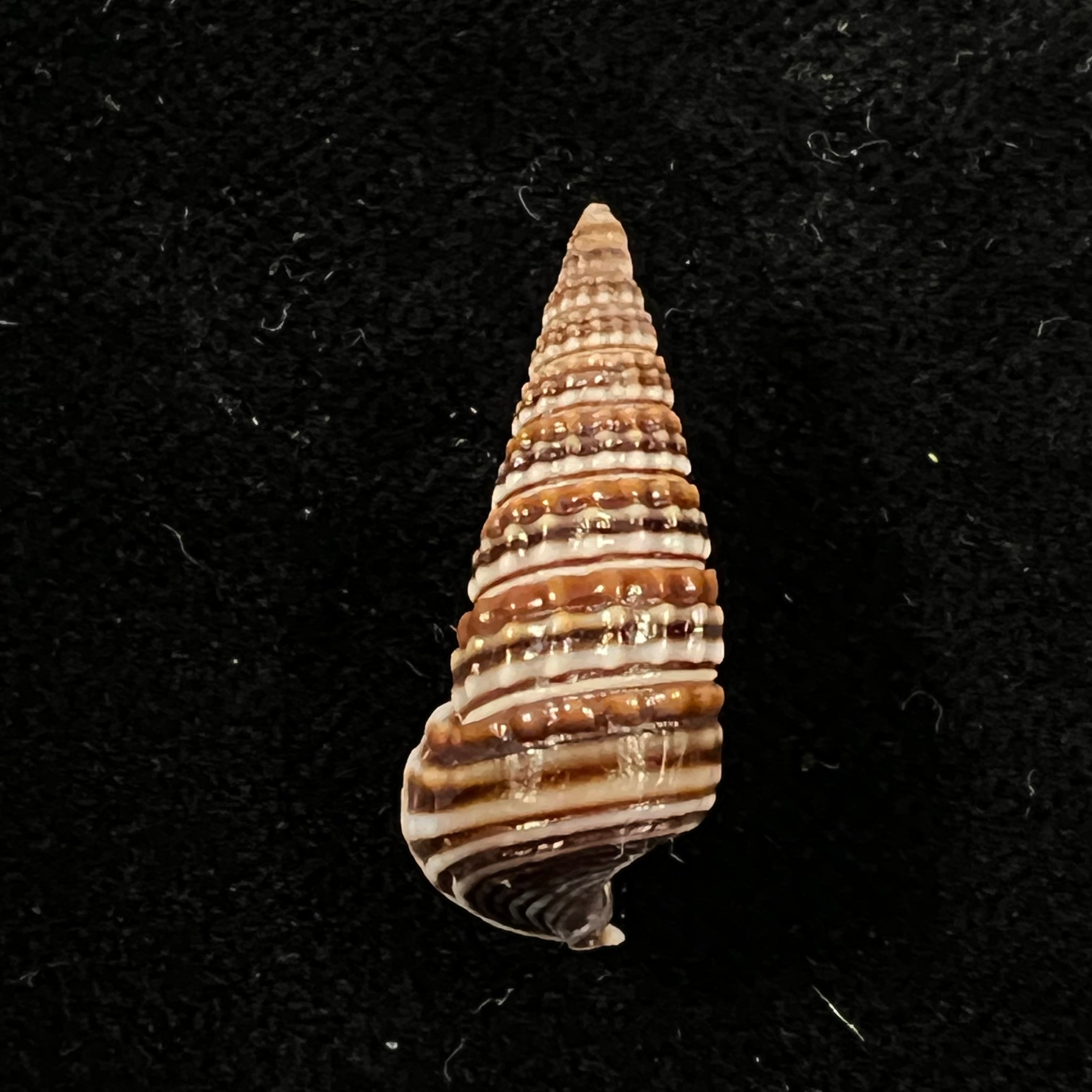 Pirenella cingulata (Gmelin, 1791) - 24,4mm