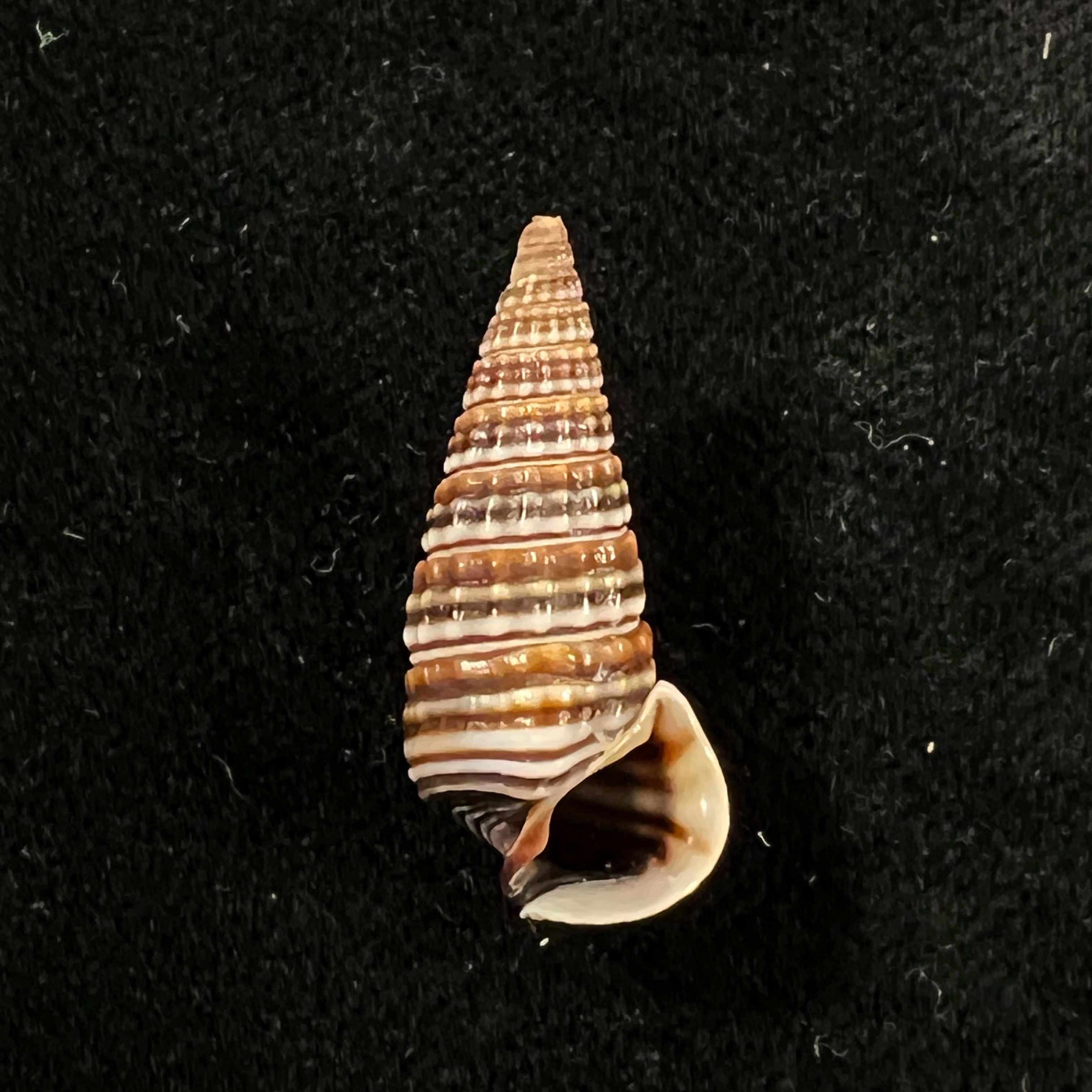 Pirenella cingulata (Gmelin, 1791) - 24,4mm