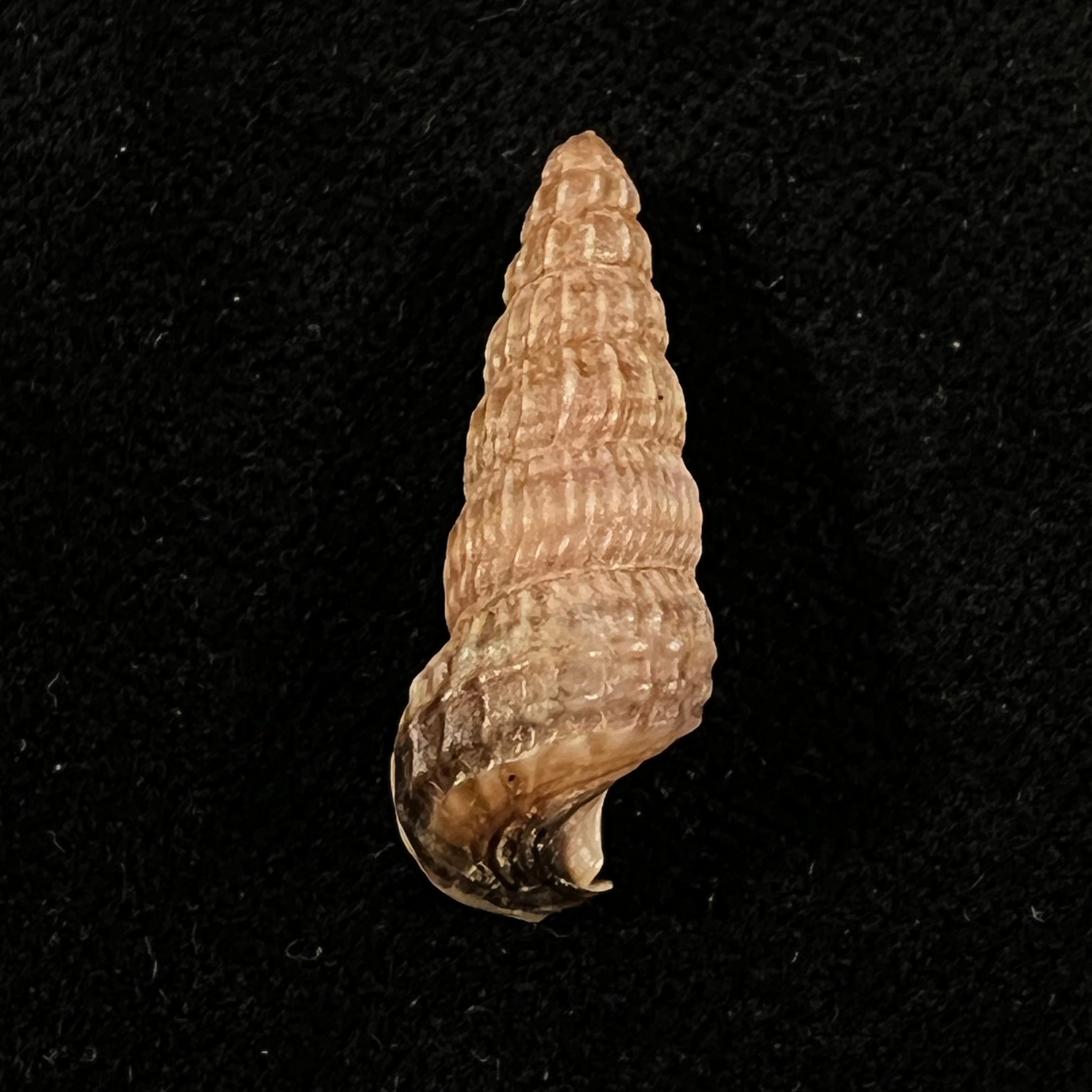 Cerithidea anticipata Iredale, 1929 - 26,3mm