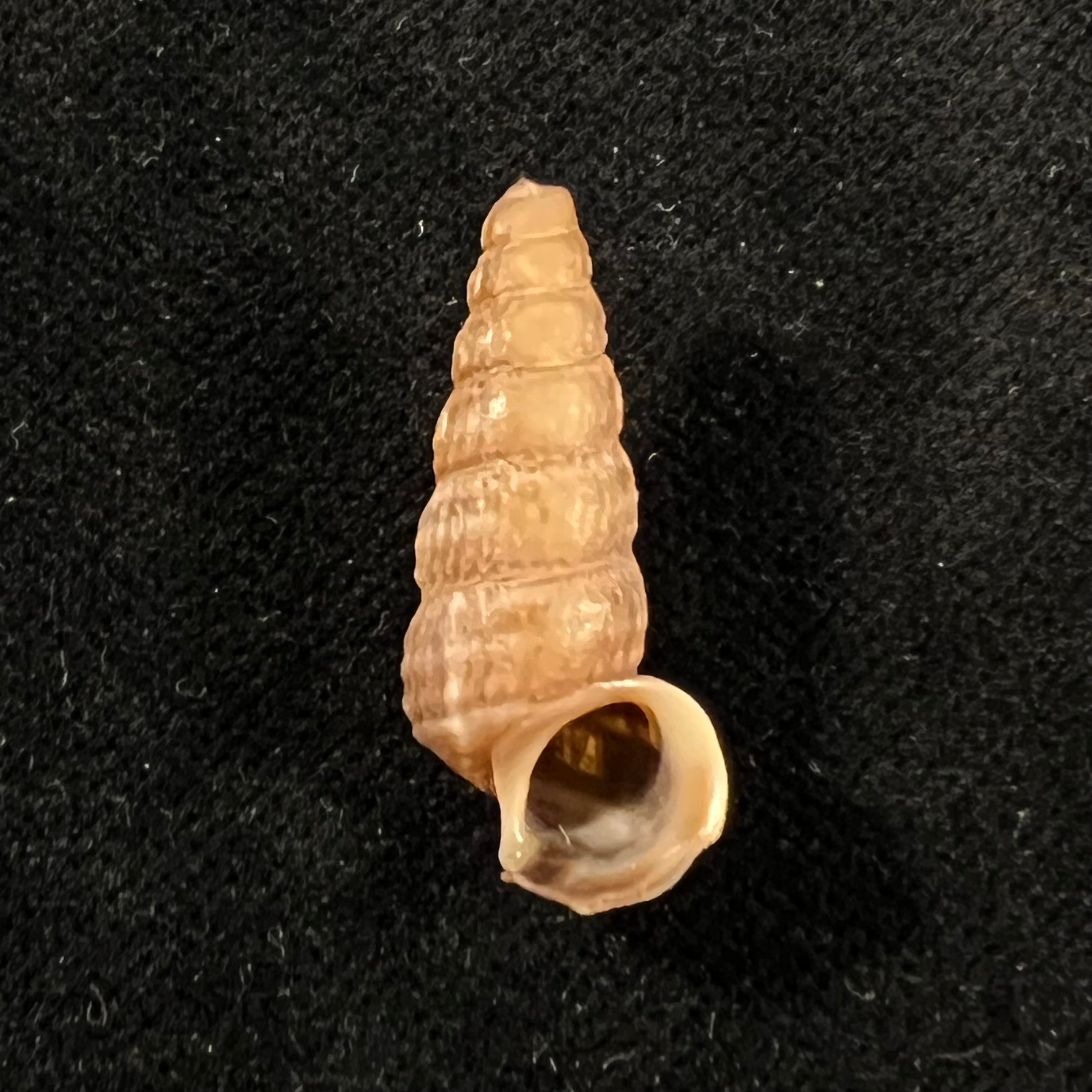 Cerithidea anticipata Iredale, 1929 - 26,3mm