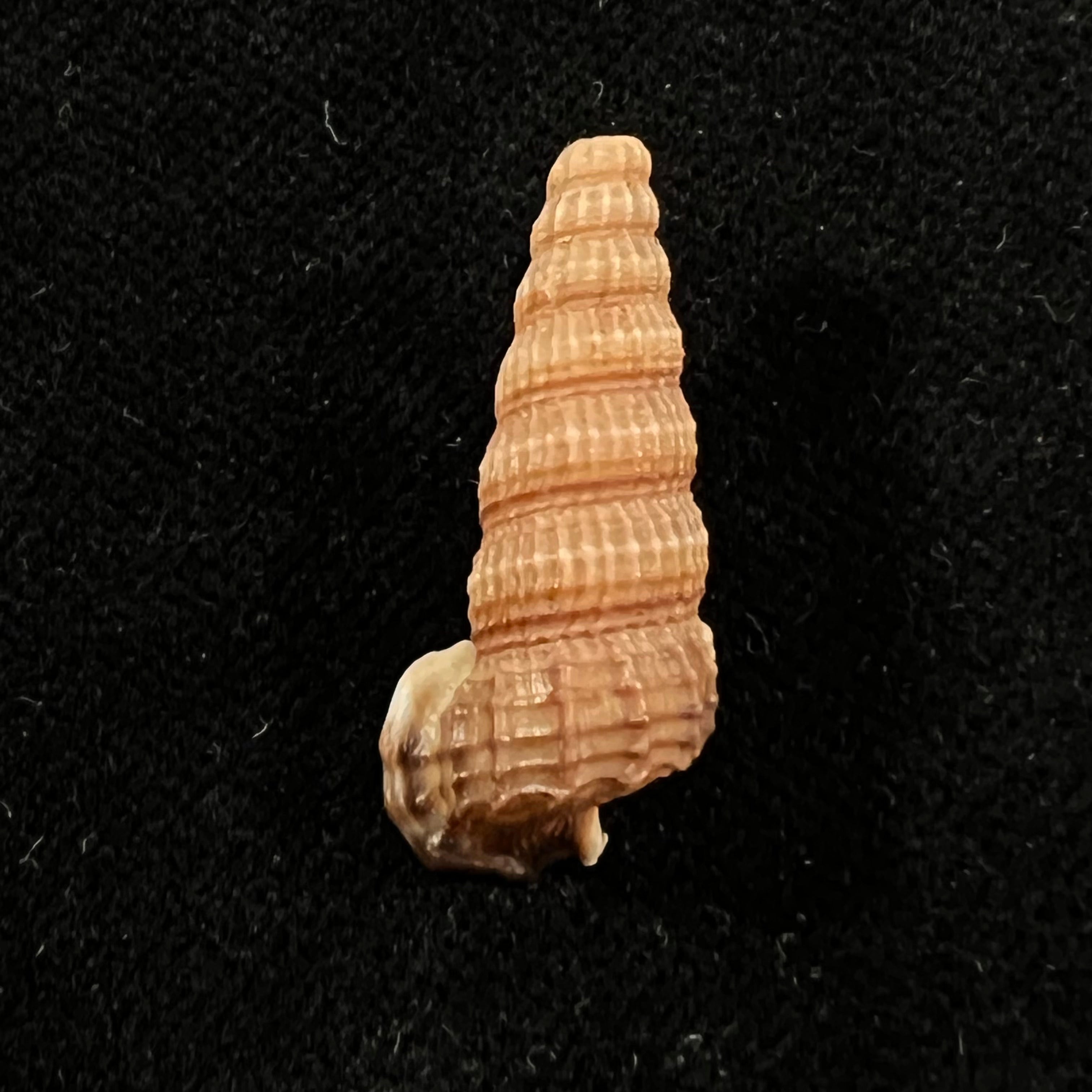 Cerithidea anticipata Iredale, 1929 - 26,1mm