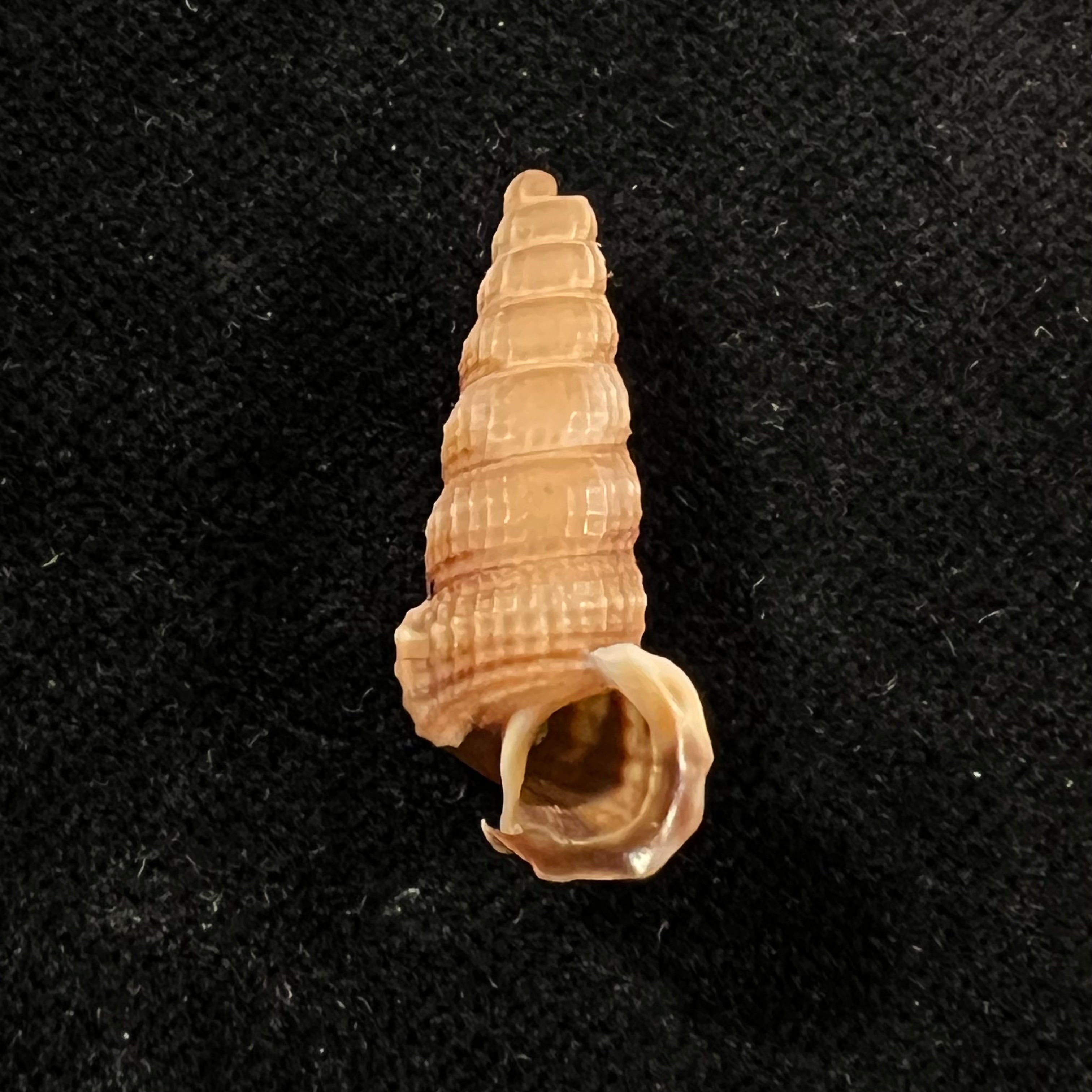 Cerithidea anticipata Iredale, 1929 - 26,1mm