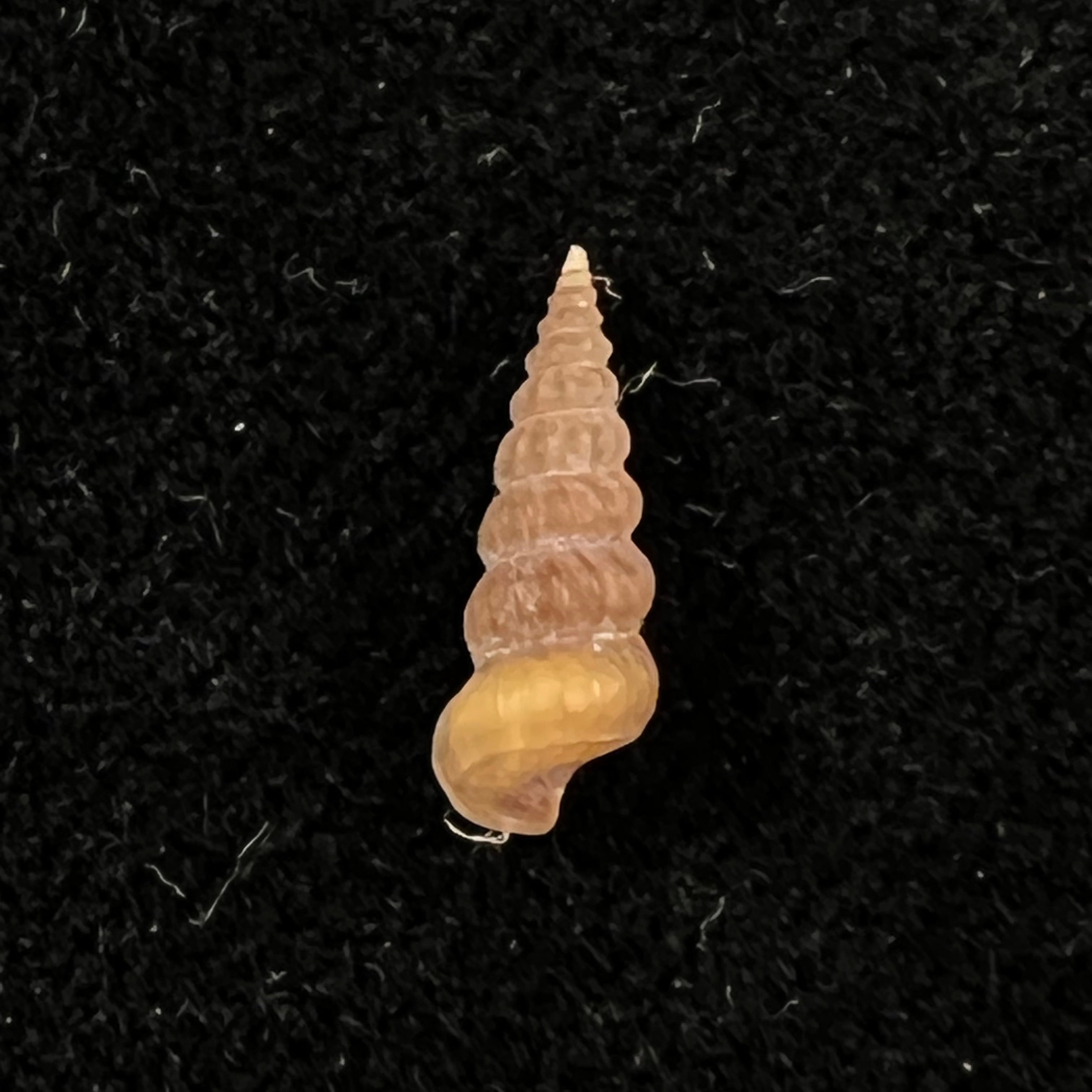 Cerithidea turrita Stearns, 1872 - 10,8mm
