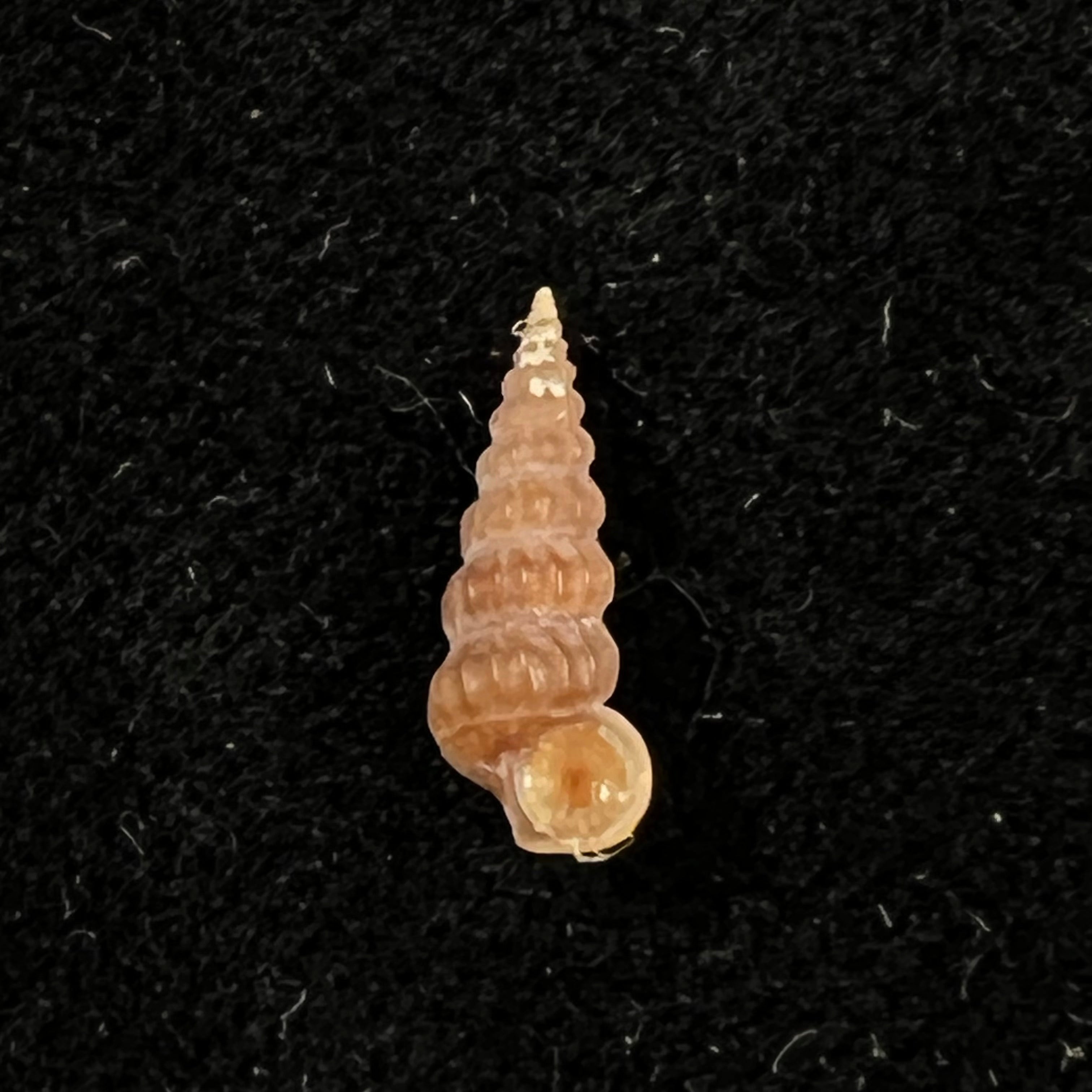 Cerithidea turrita Stearns, 1872 - 10,8mm