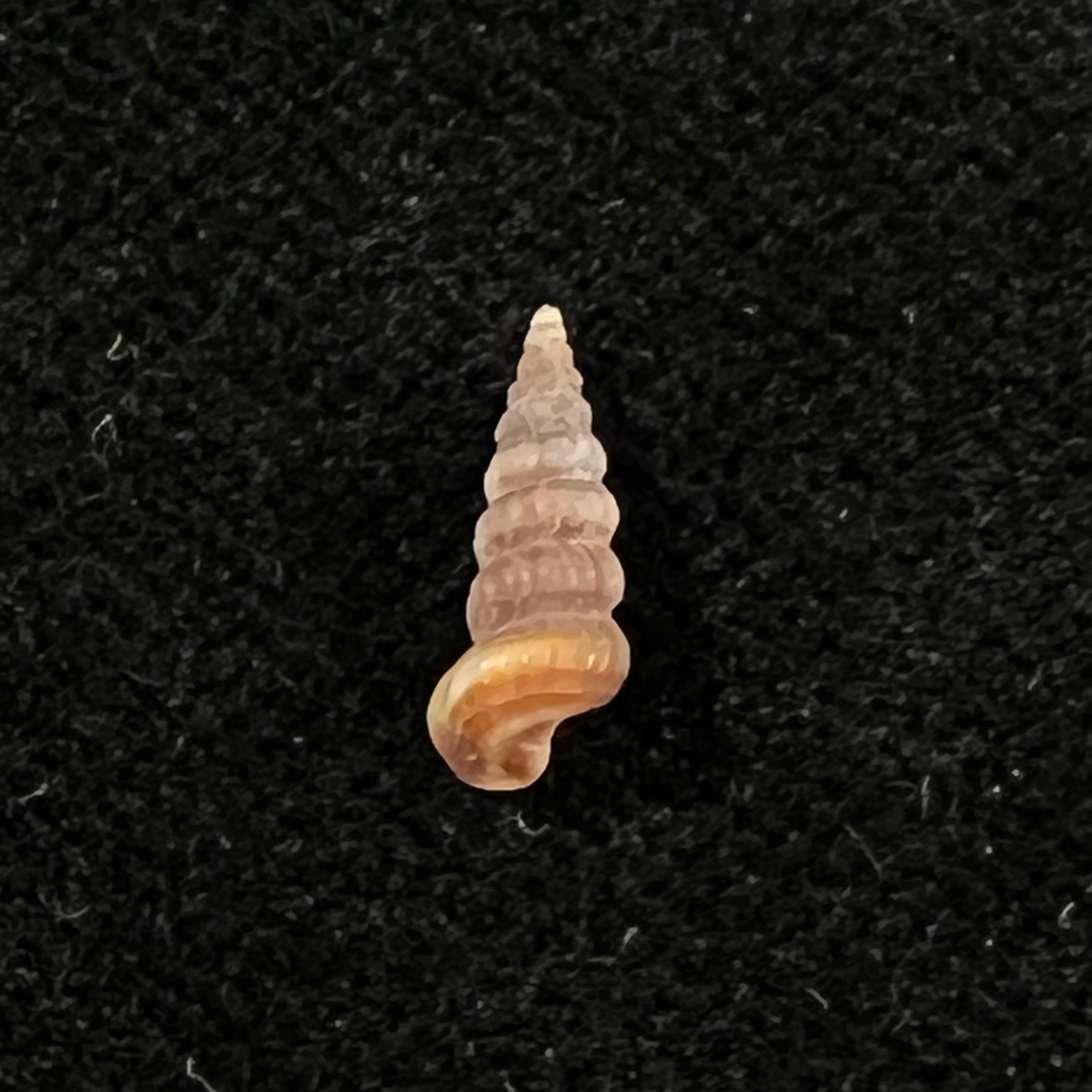 Cerithidea turrita Stearns, 1872 - 10,5mm