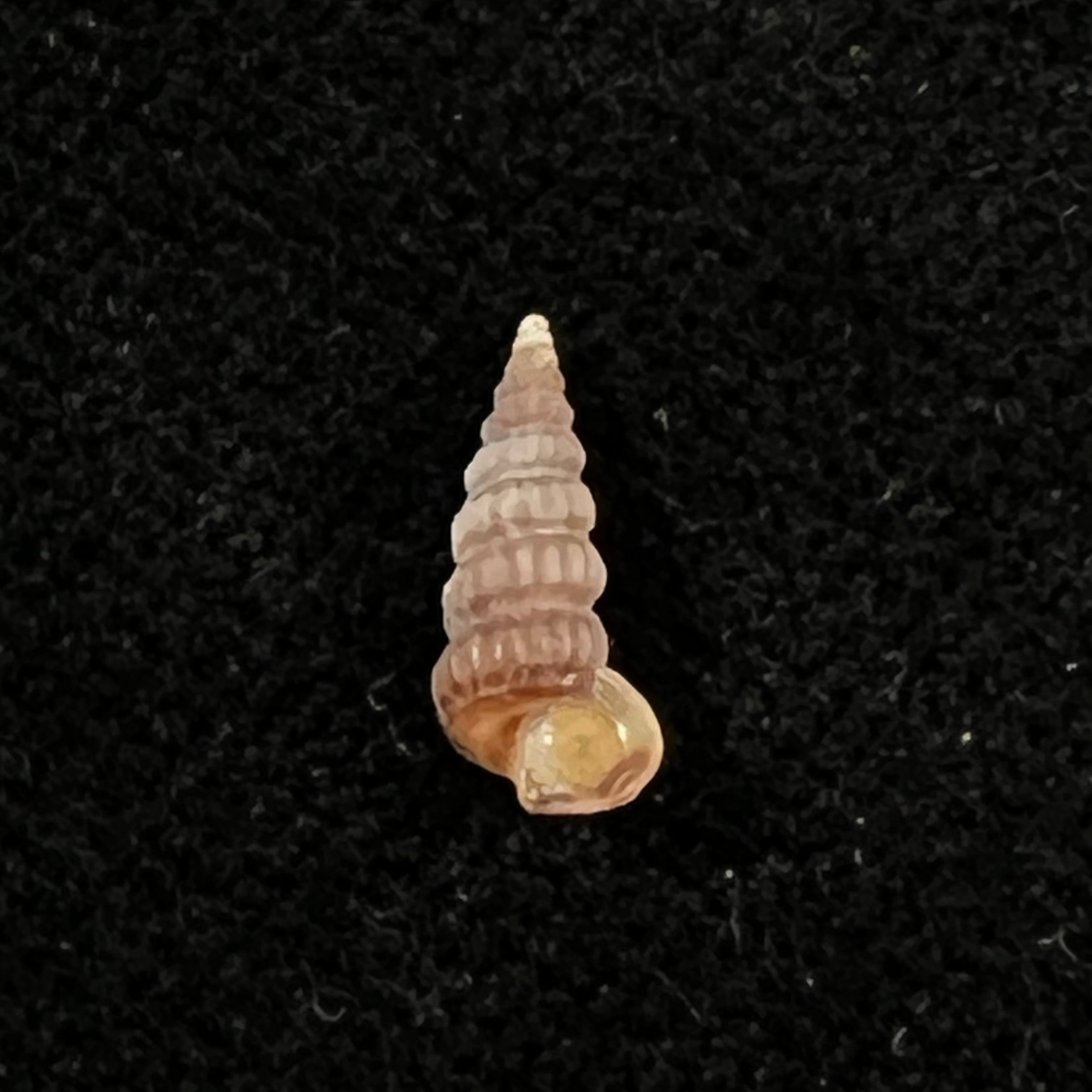 Cerithidea turrita Stearns, 1872 - 10,5mm
