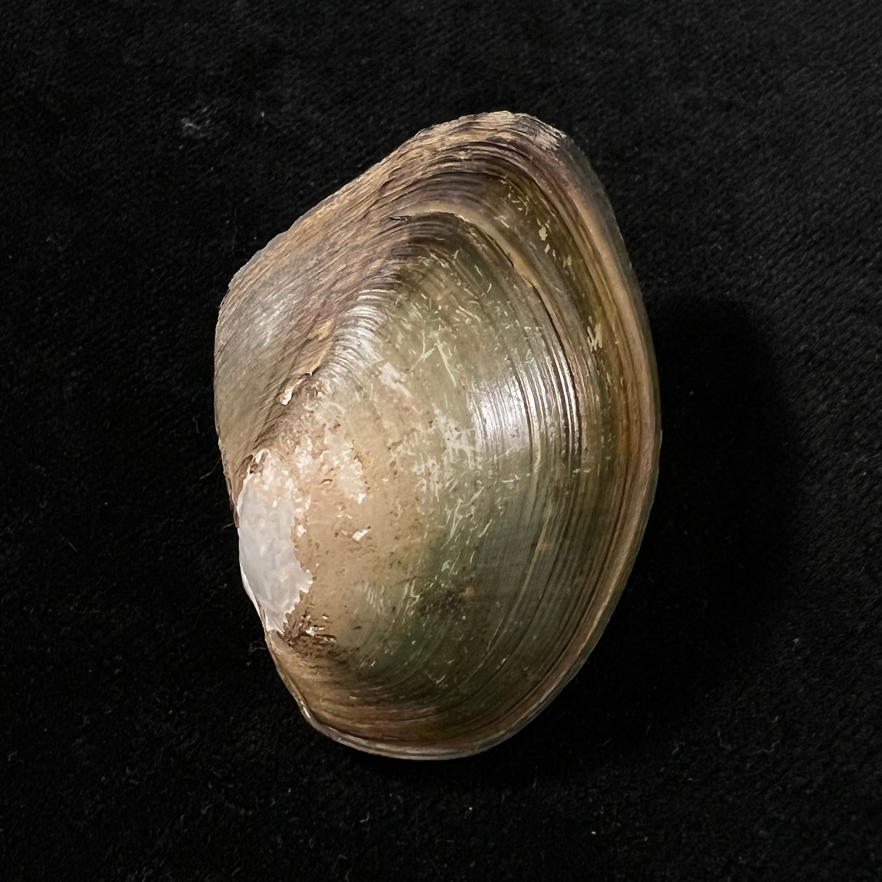 Anodontites juparana (Ihering, 1910) - 49,5mm