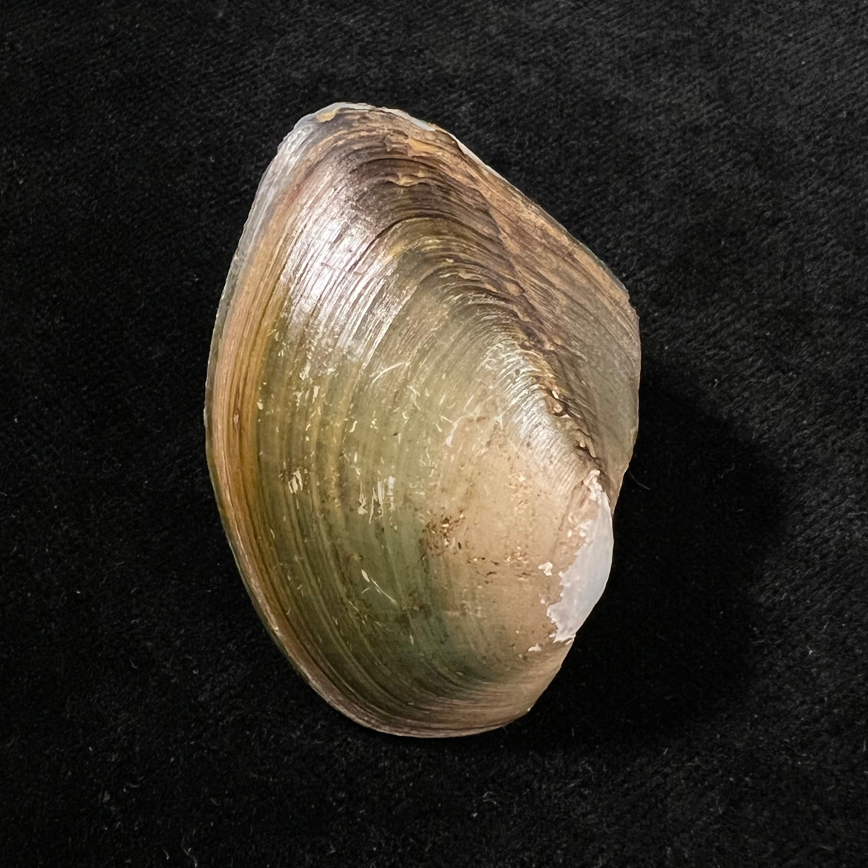 Anodontites juparana (Ihering, 1910) - 49,5mm