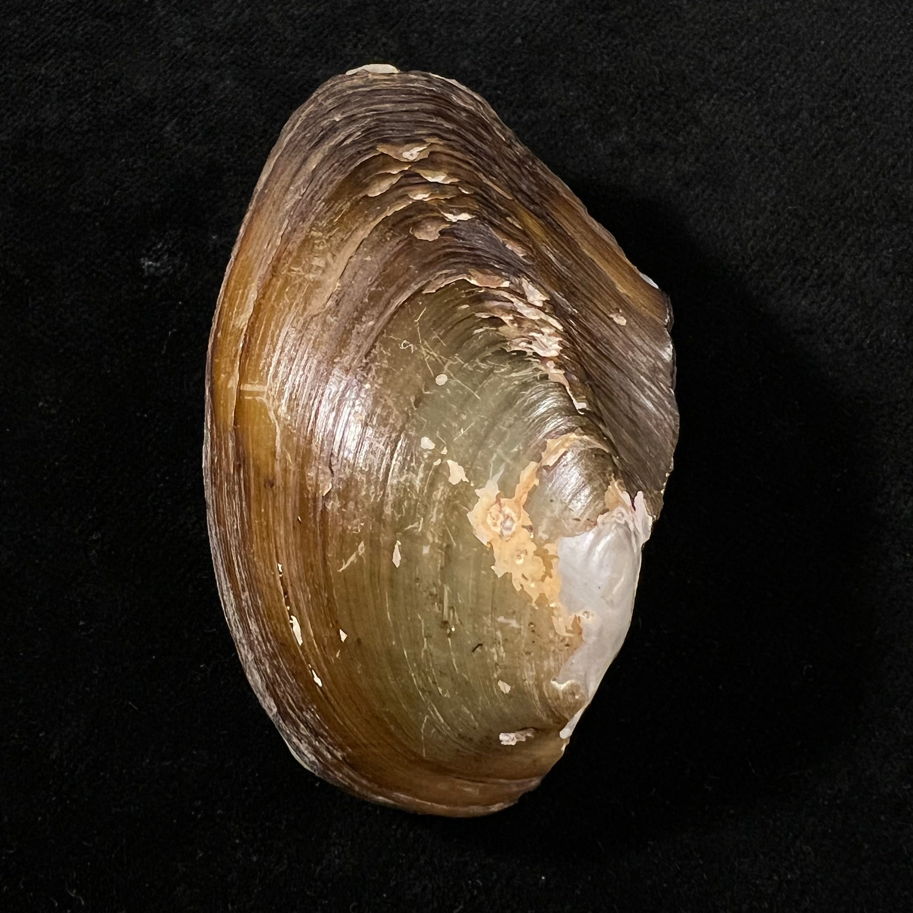 Anodontites juparana (Ihering, 1910) - 64,3mm