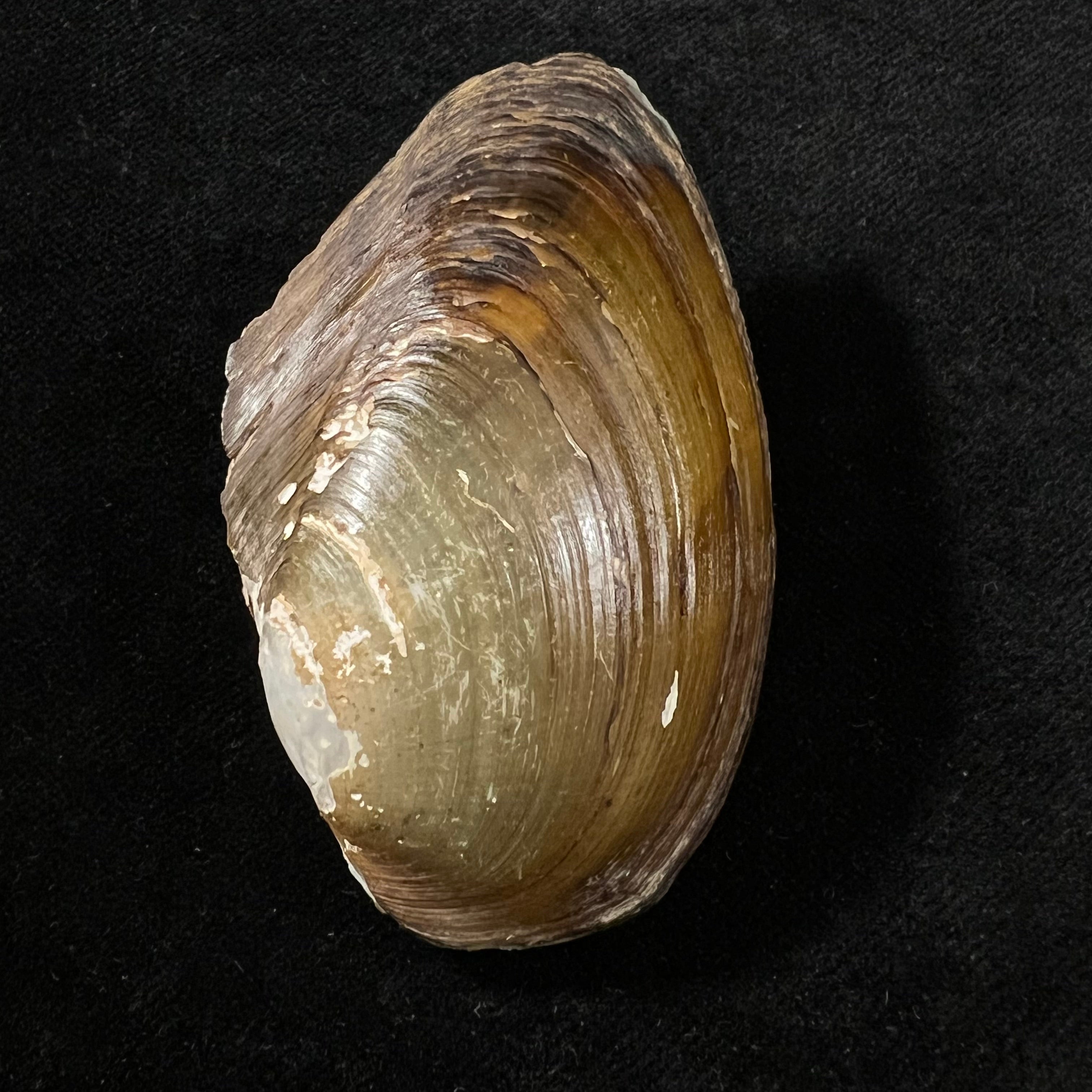 Anodontites juparana (Ihering, 1910) - 64,3mm