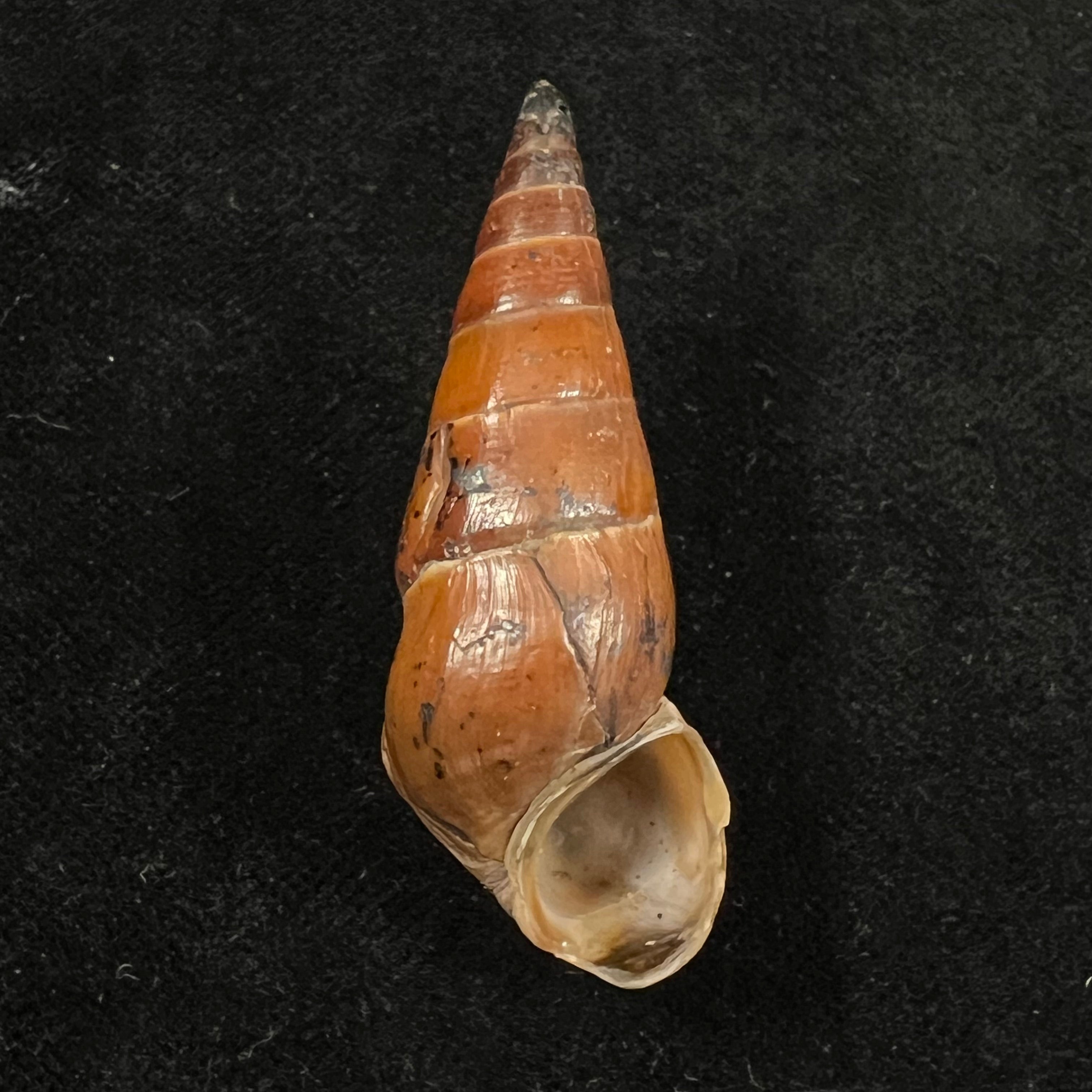 Pirena bicarinata (Grateloup, 1840) - 49,3mm