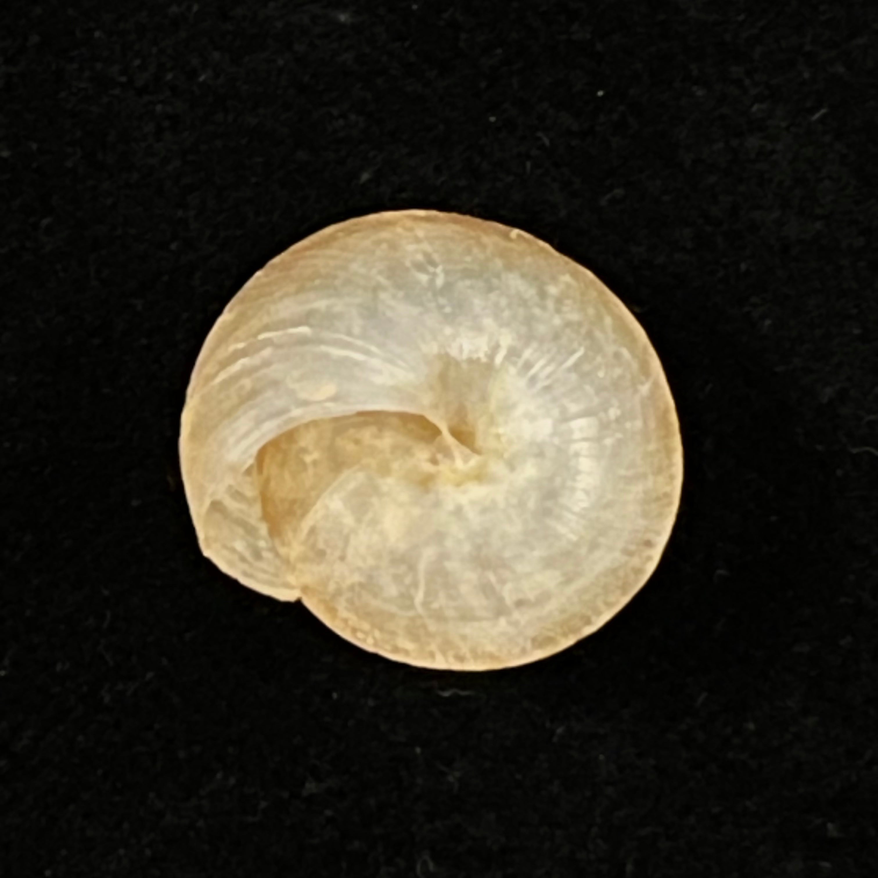 Trochonanina mozambicensis (L. Pfeiffer, 1855) - 17,4mm