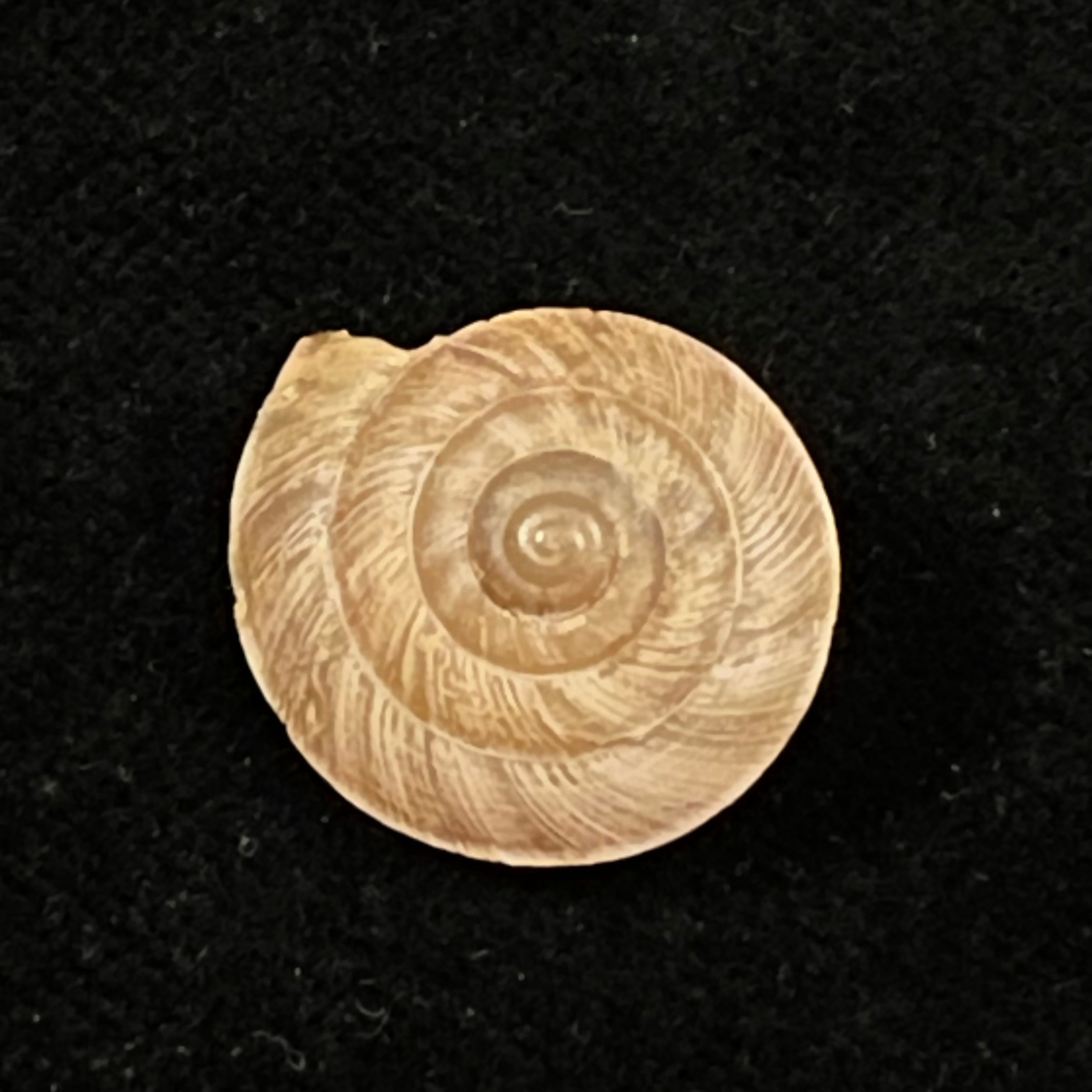 Trochonanina mozambicensis (L. Pfeiffer, 1855) - 18,2mm