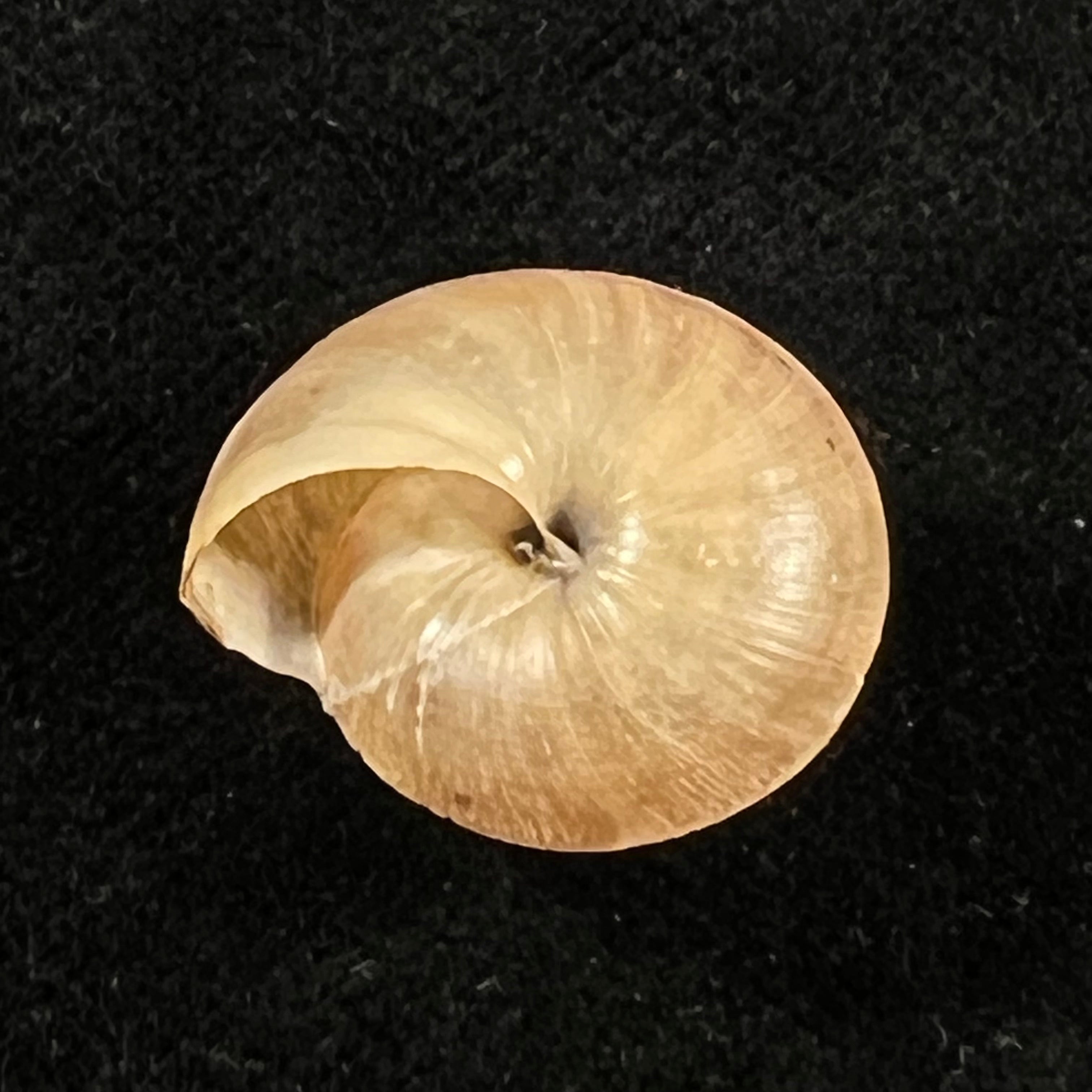 Trochonanina mozambicensis (L. Pfeiffer, 1855) - 18,2mm