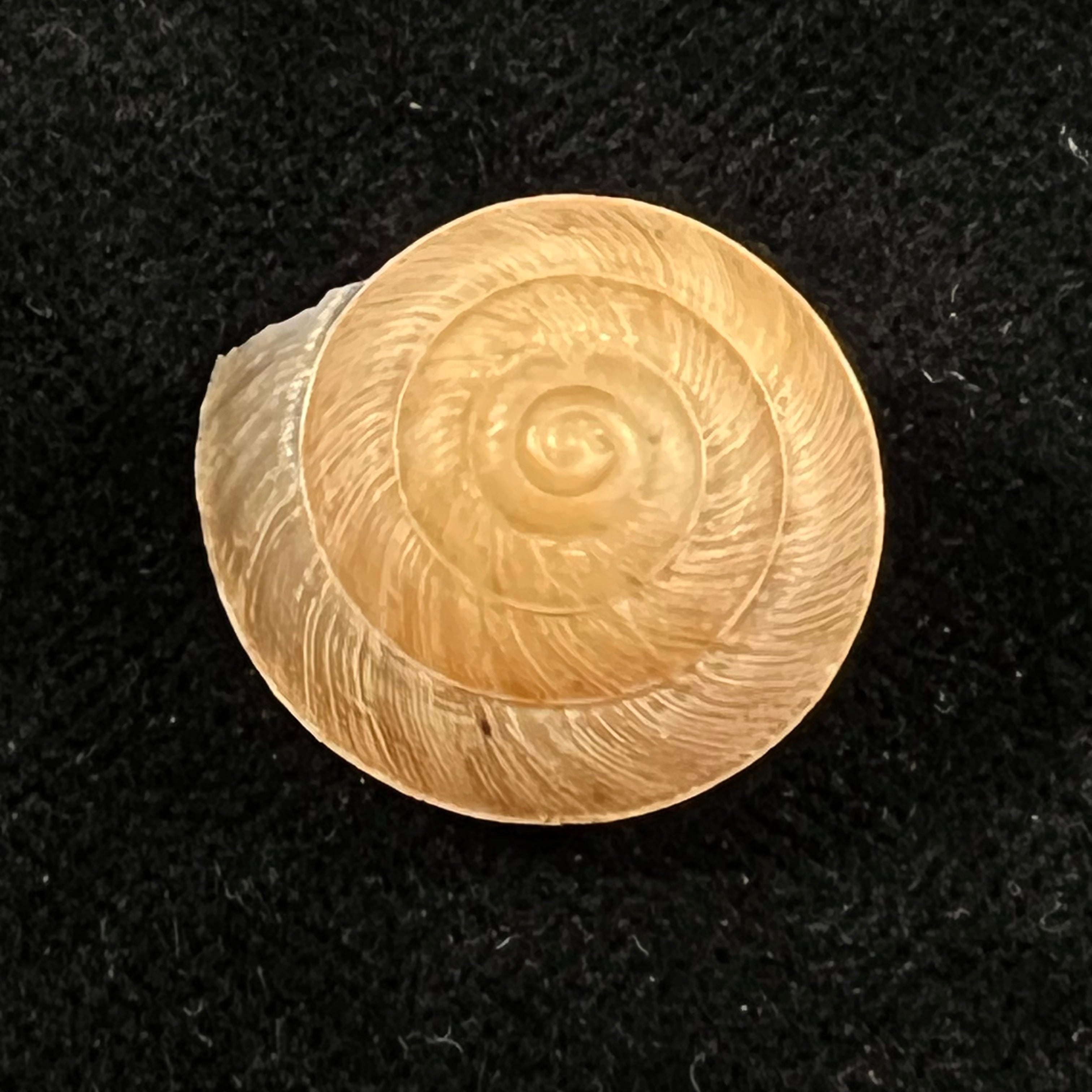 Trochonanina mozambicensis (L. Pfeiffer, 1855) - 19,2mm