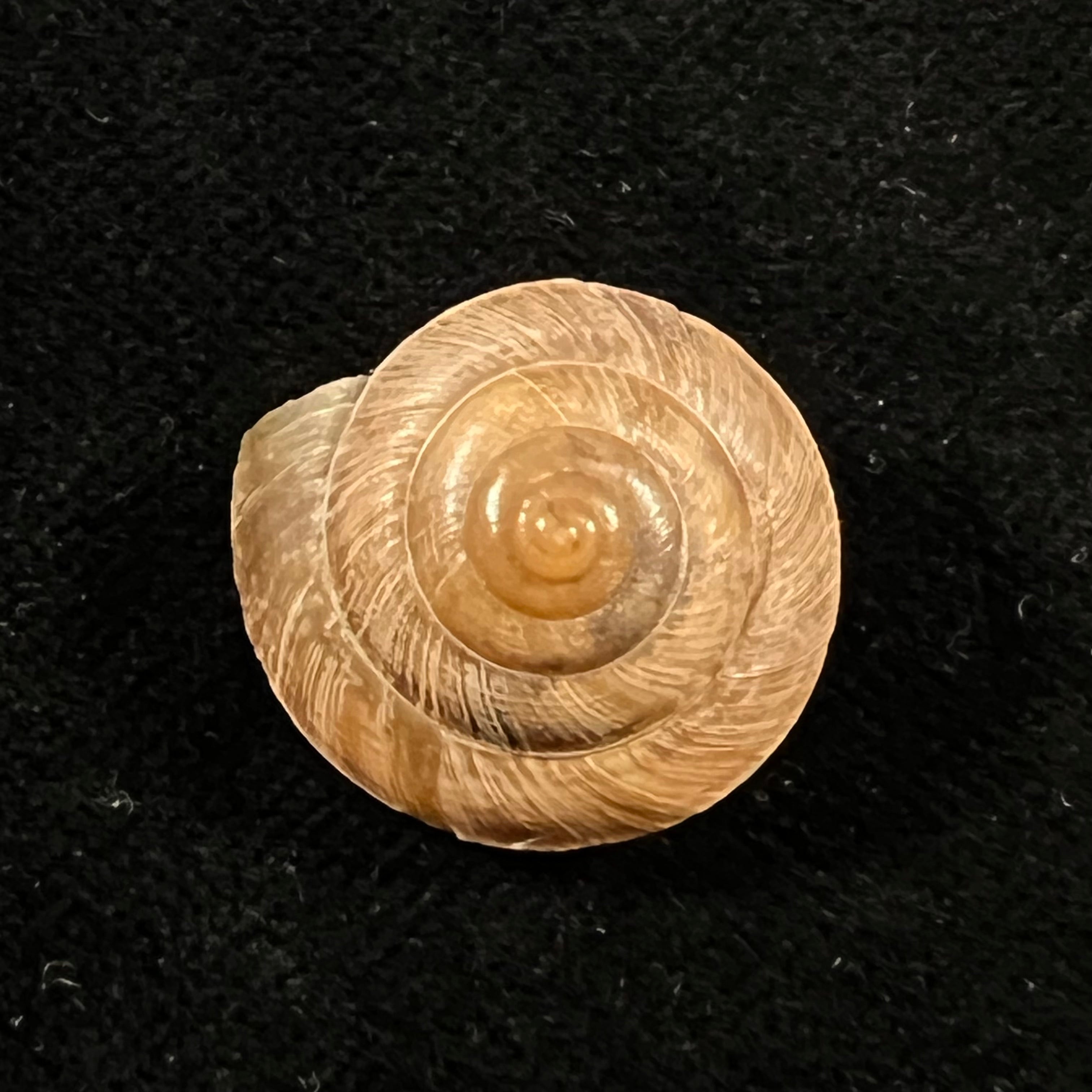 Trochonanina mozambicensis (L. Pfeiffer, 1855) - 18,8mm
