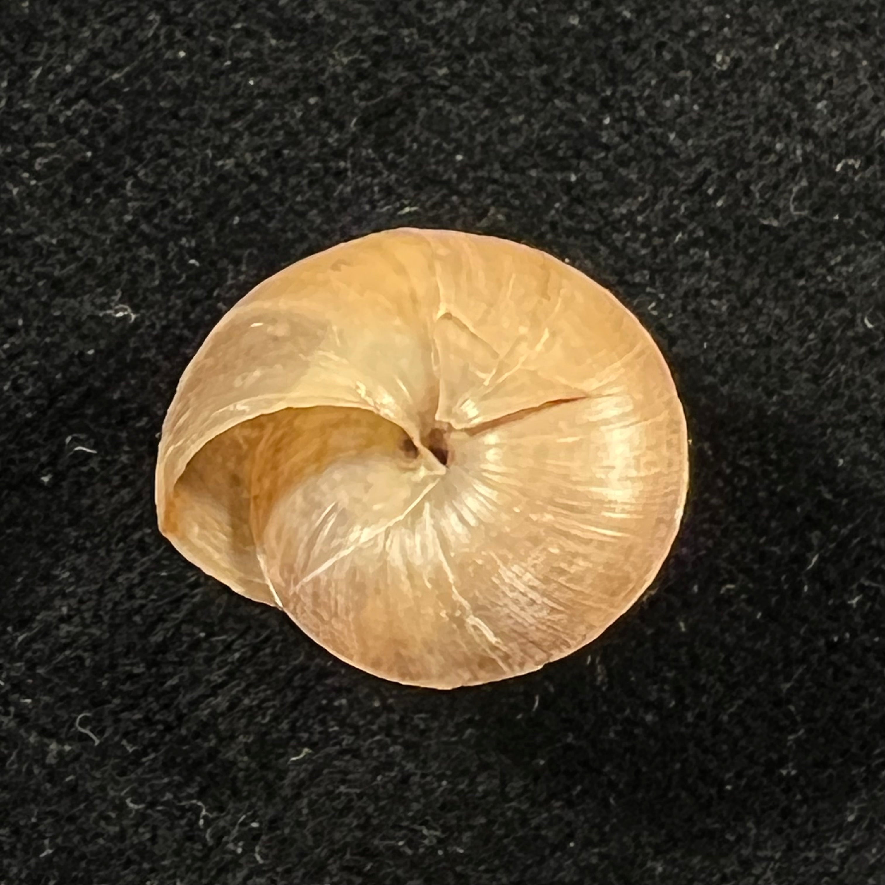 Trochonanina mozambicensis (L. Pfeiffer, 1855) - 18,8mm