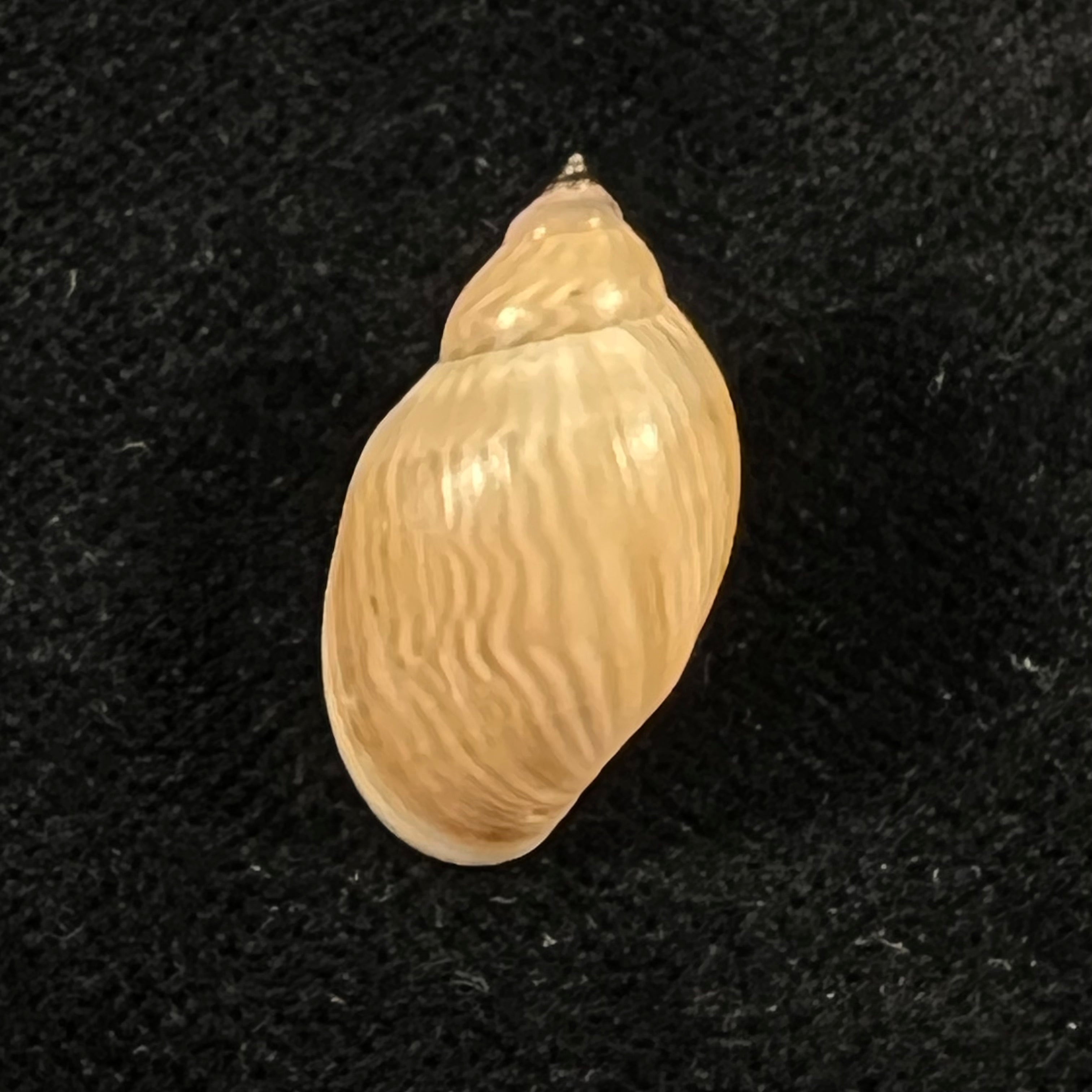 Chilina fulgurata Pilsbry, 1911 - 21,6mm