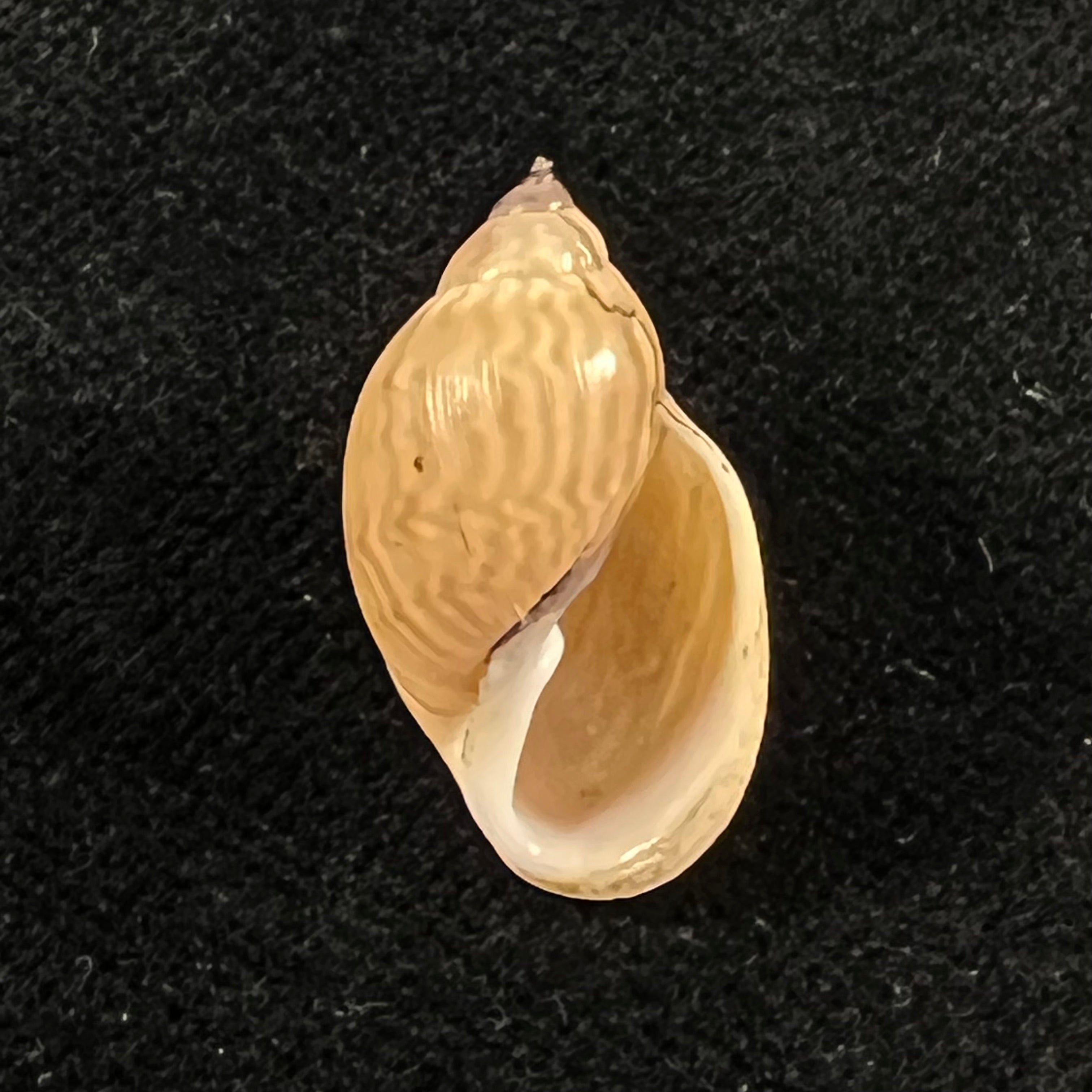 Chilina fulgurata Pilsbry, 1911 - 21,6mm