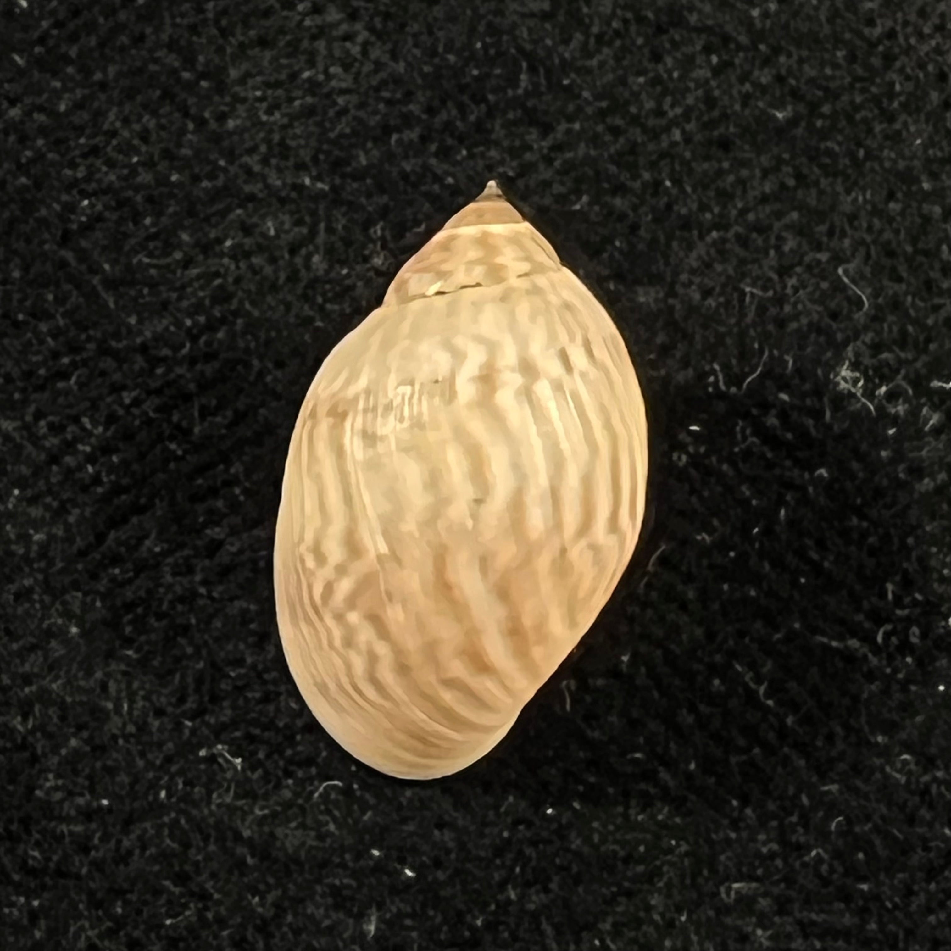 Chilina fulgurata Pilsbry, 1911 - 19mm