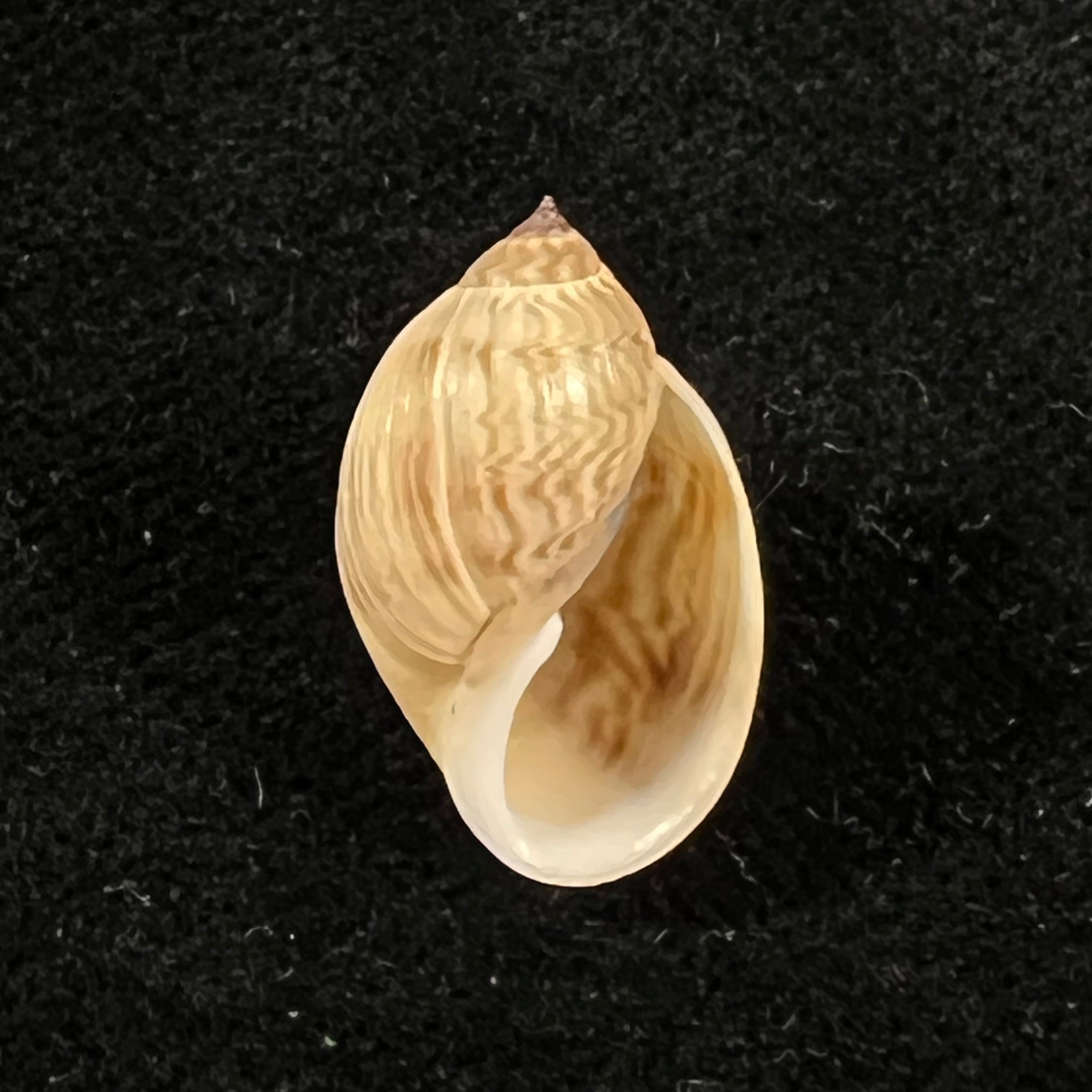 Chilina fulgurata Pilsbry, 1911 - 19mm