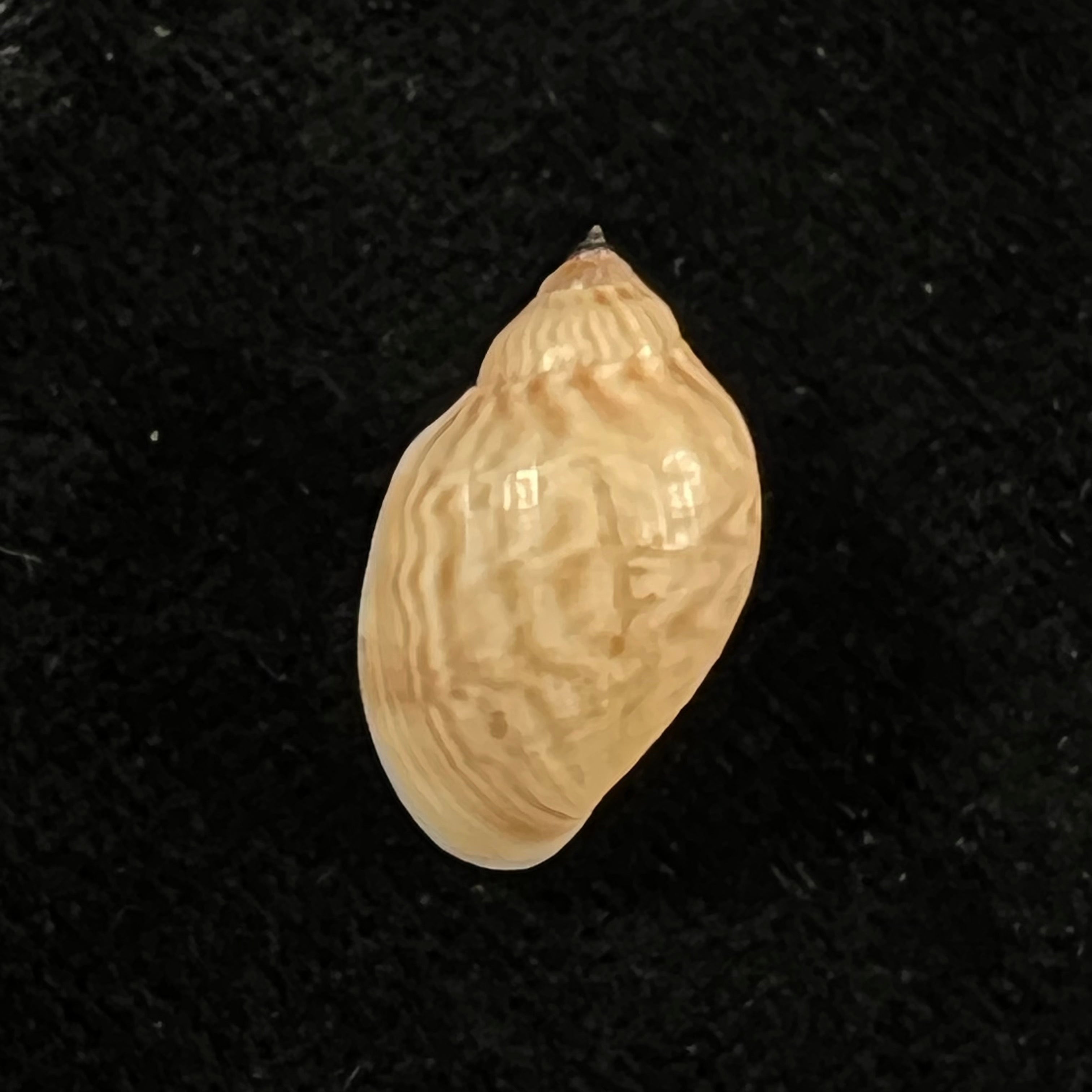 Chilina fulgurata Pilsbry, 1911 - 19,1mm