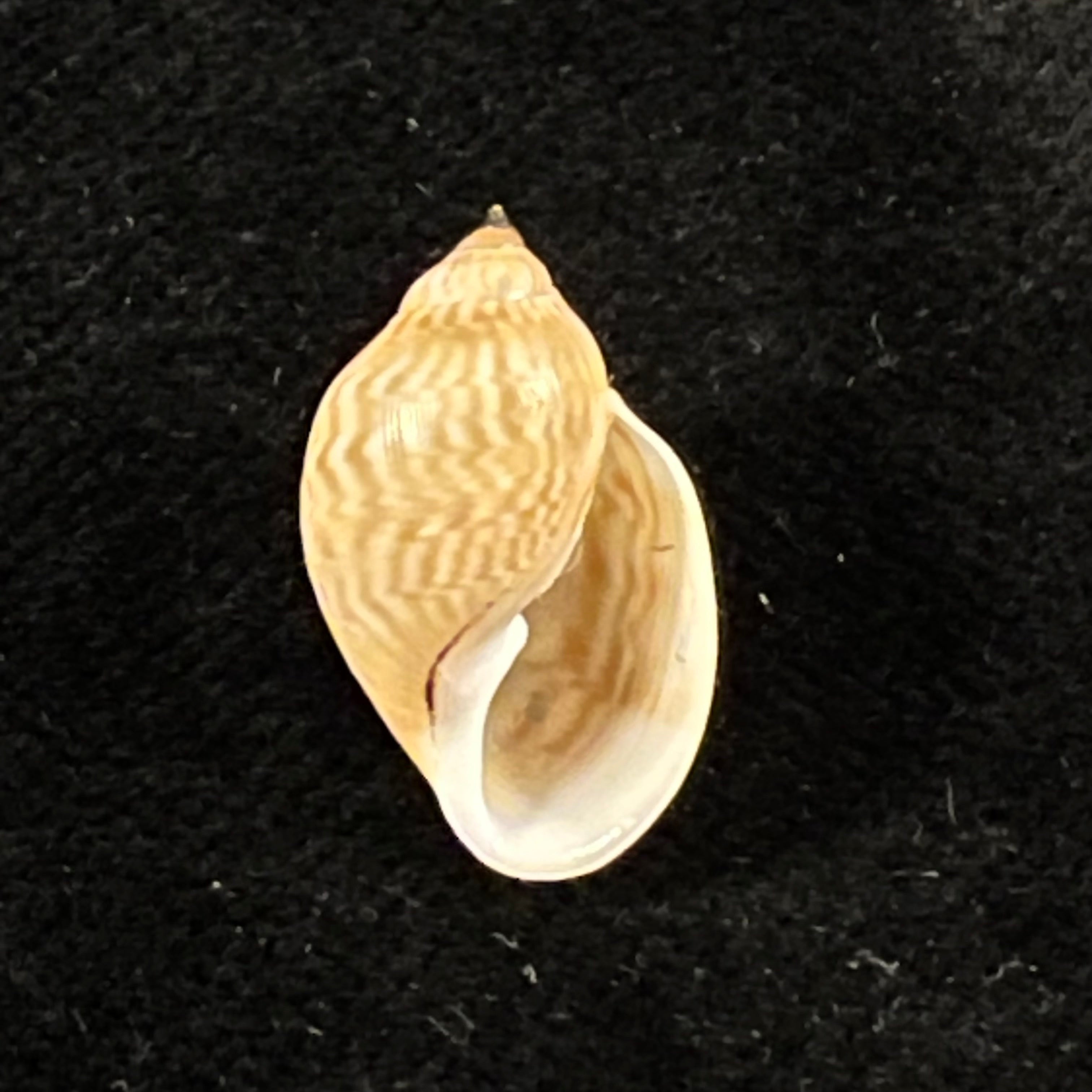 Chilina fulgurata Pilsbry, 1911 - 19,1mm