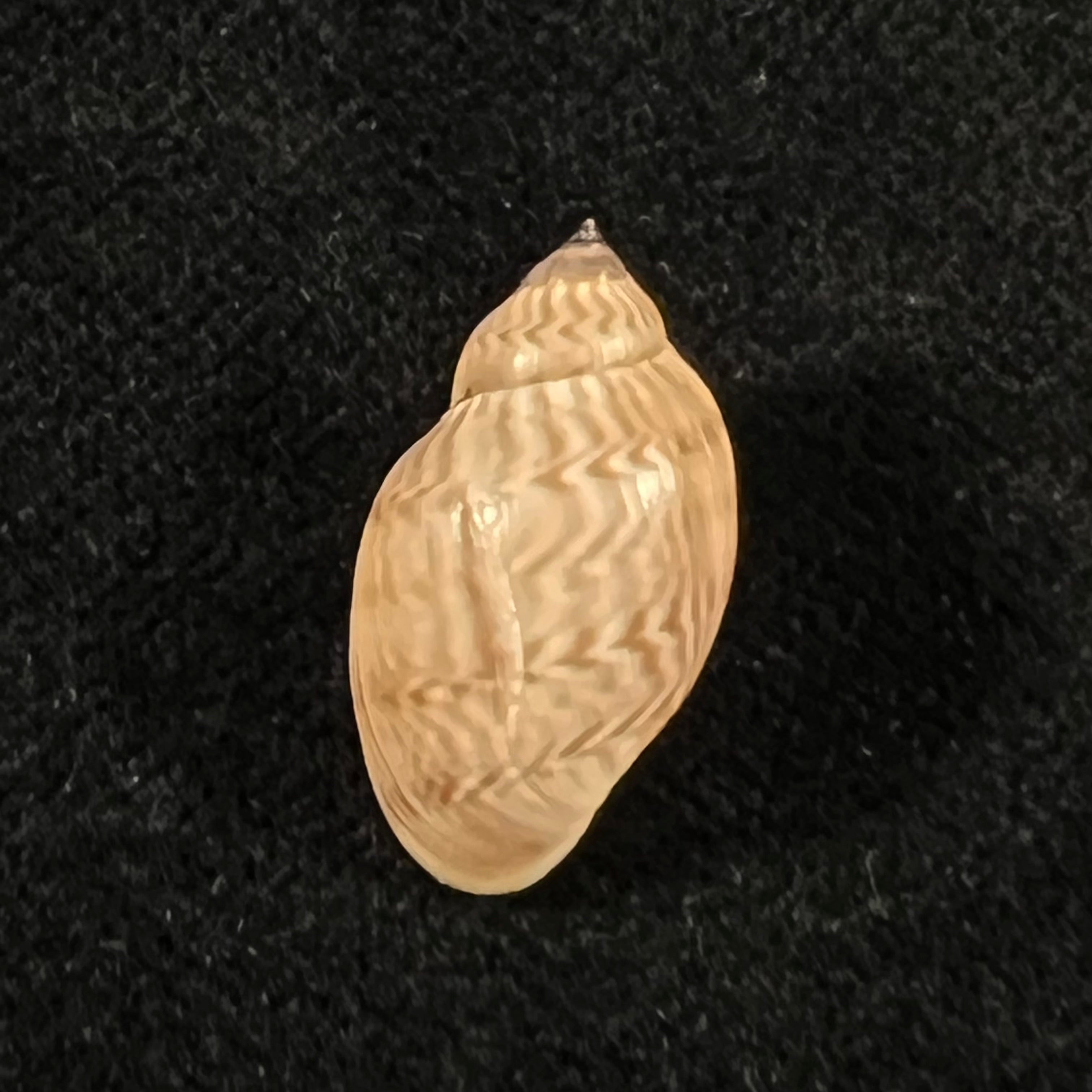 Chilina fulgurata Pilsbry, 1911 - 19,5mm