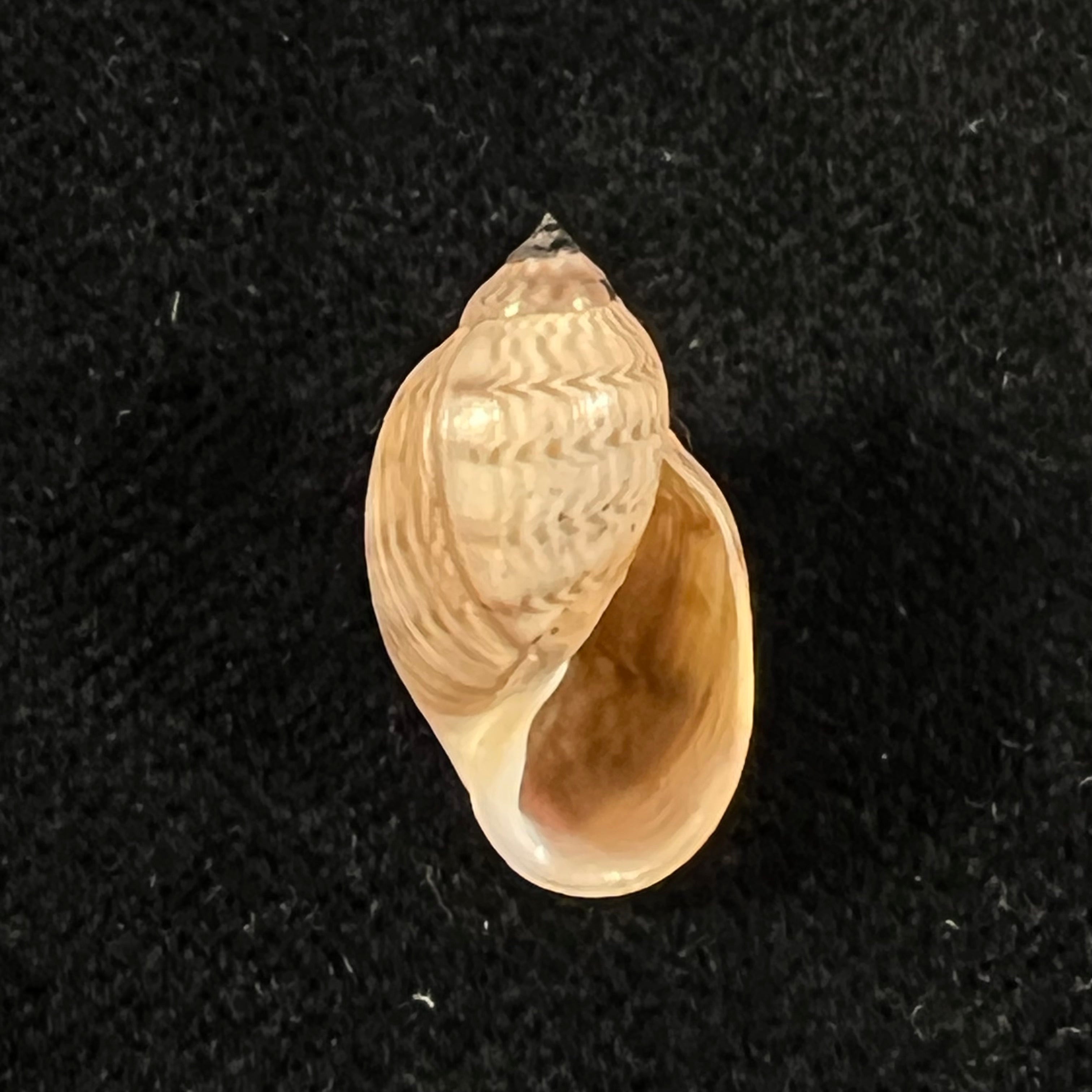 Chilina fulgurata Pilsbry, 1911 - 19,5mm