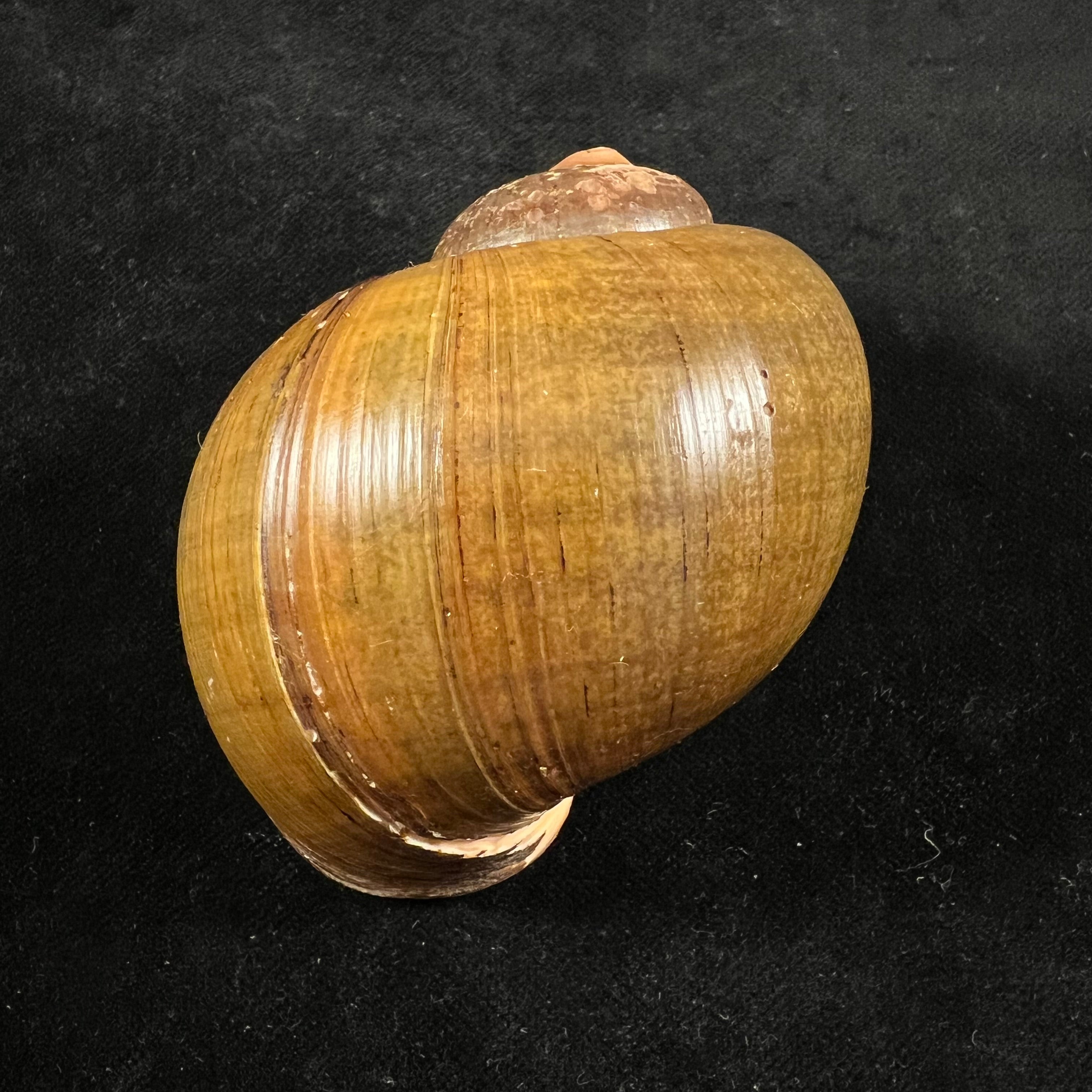 Pomacea erythrostoma (Reeve, 1856) - 71,8mm