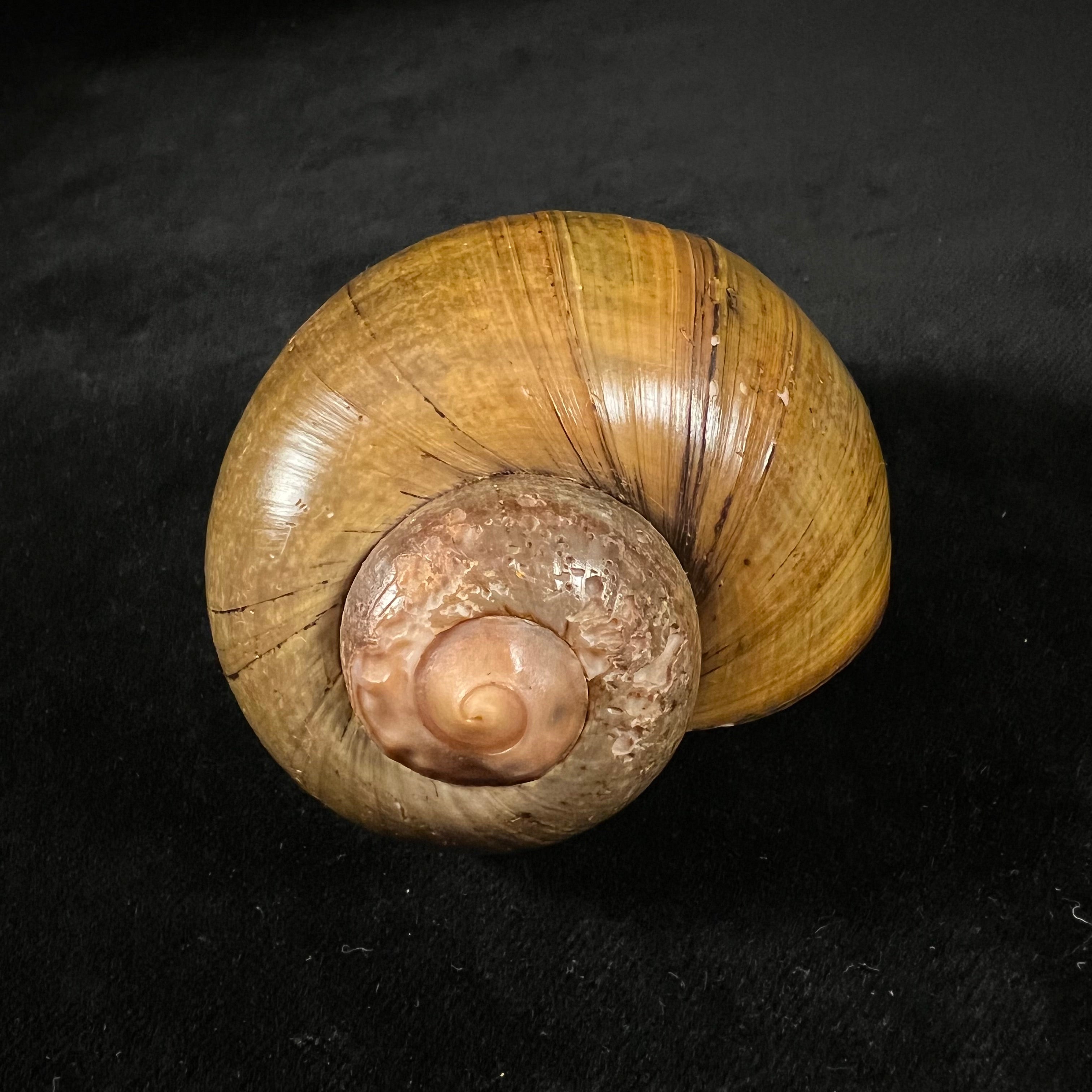 Pomacea erythrostoma (Reeve, 1856) - 71,8mm