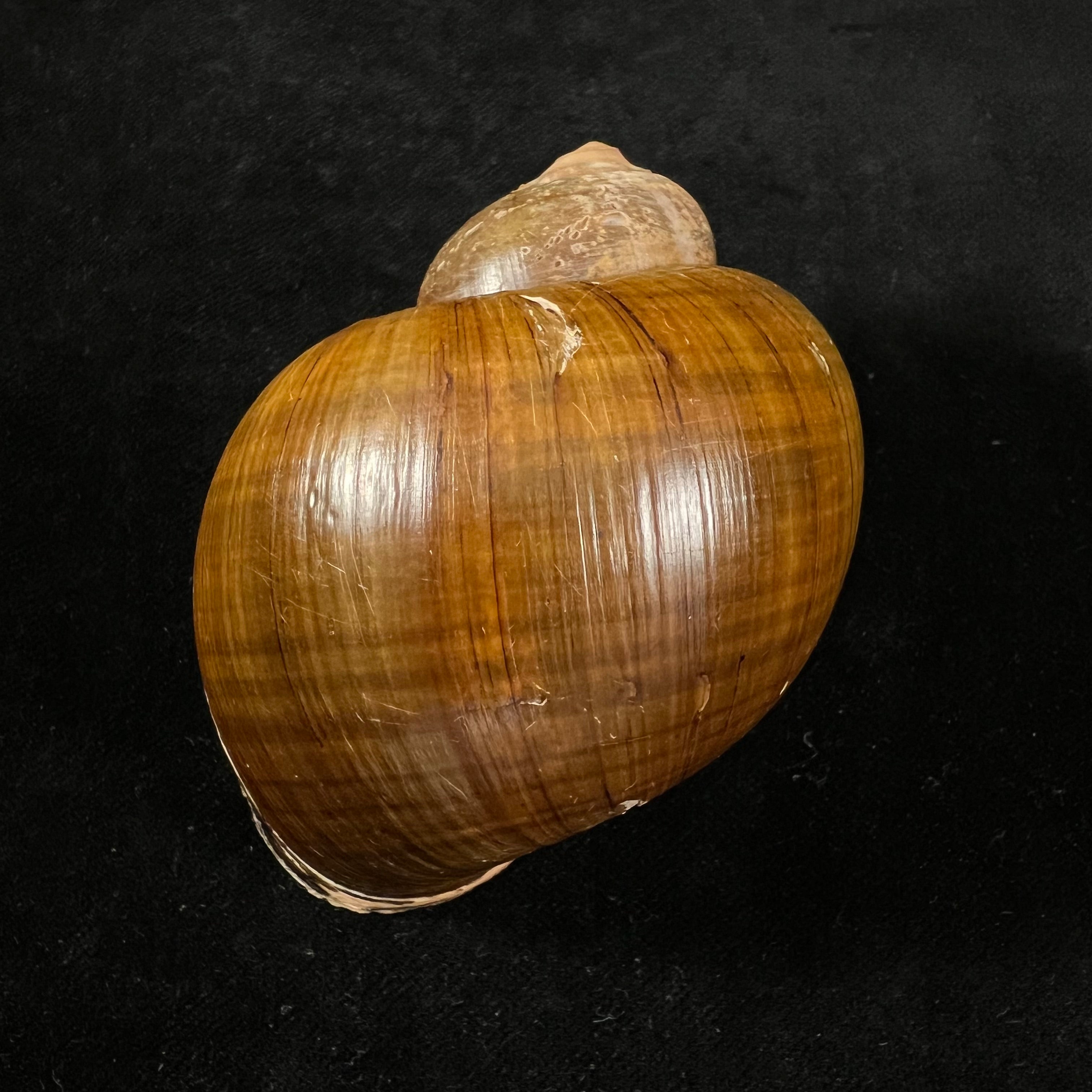 Pomacea erythrostoma (Reeve, 1856) - 79,4mm