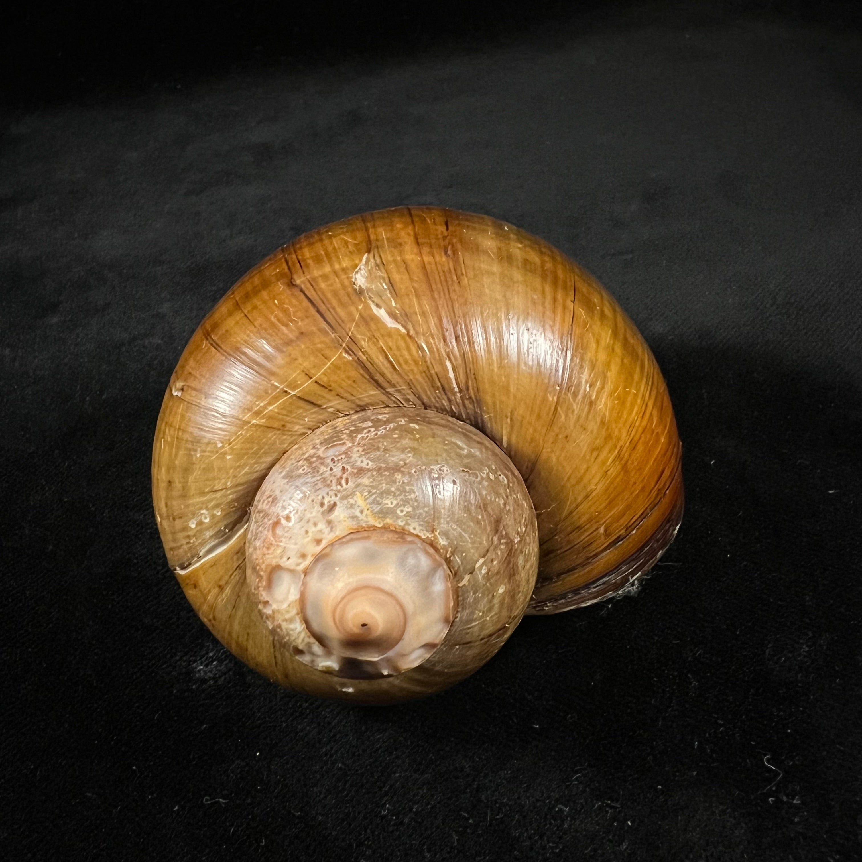 Pomacea erythrostoma (Reeve, 1856) - 79,4mm