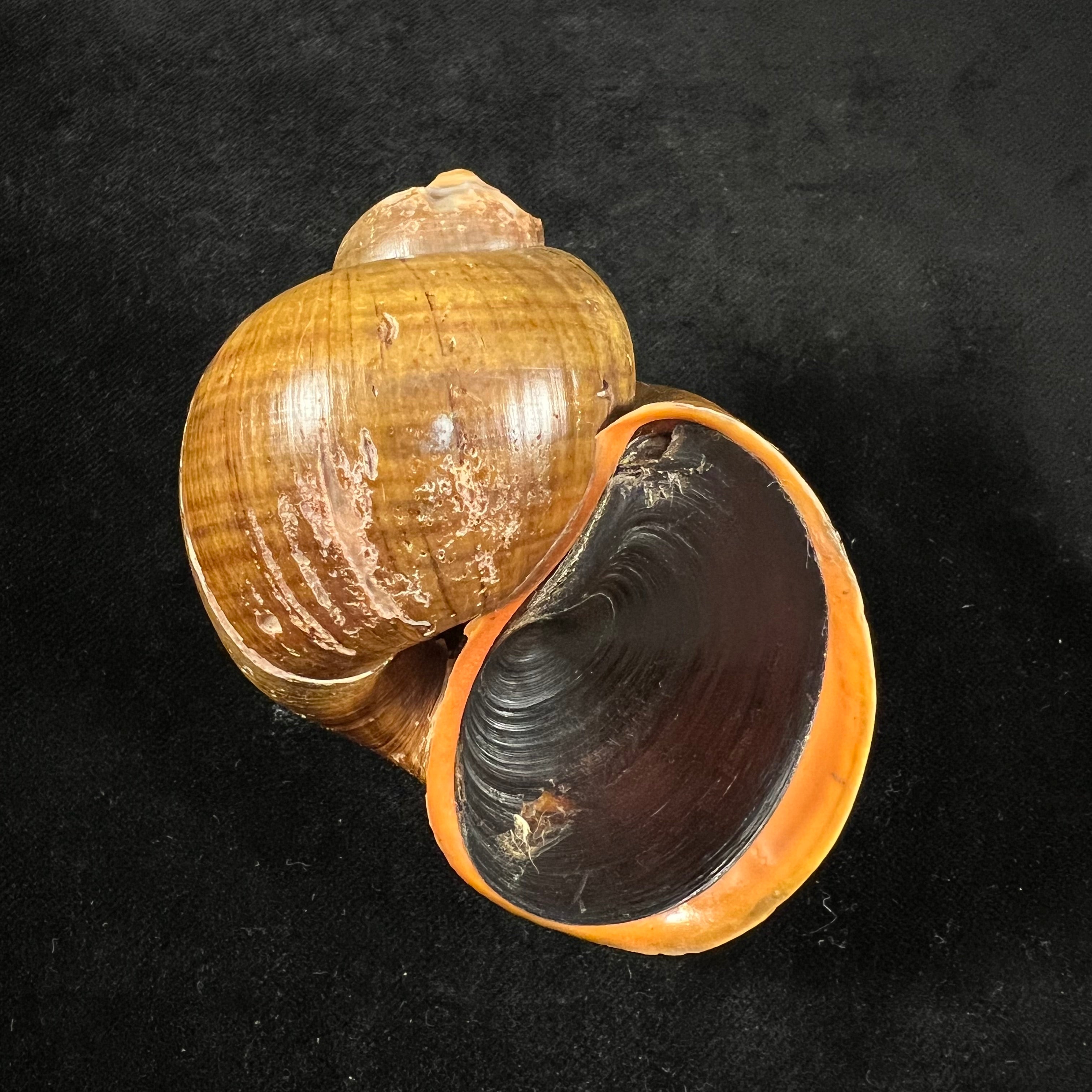 Pomacea erythrostoma (Reeve, 1856) - 79,4mm