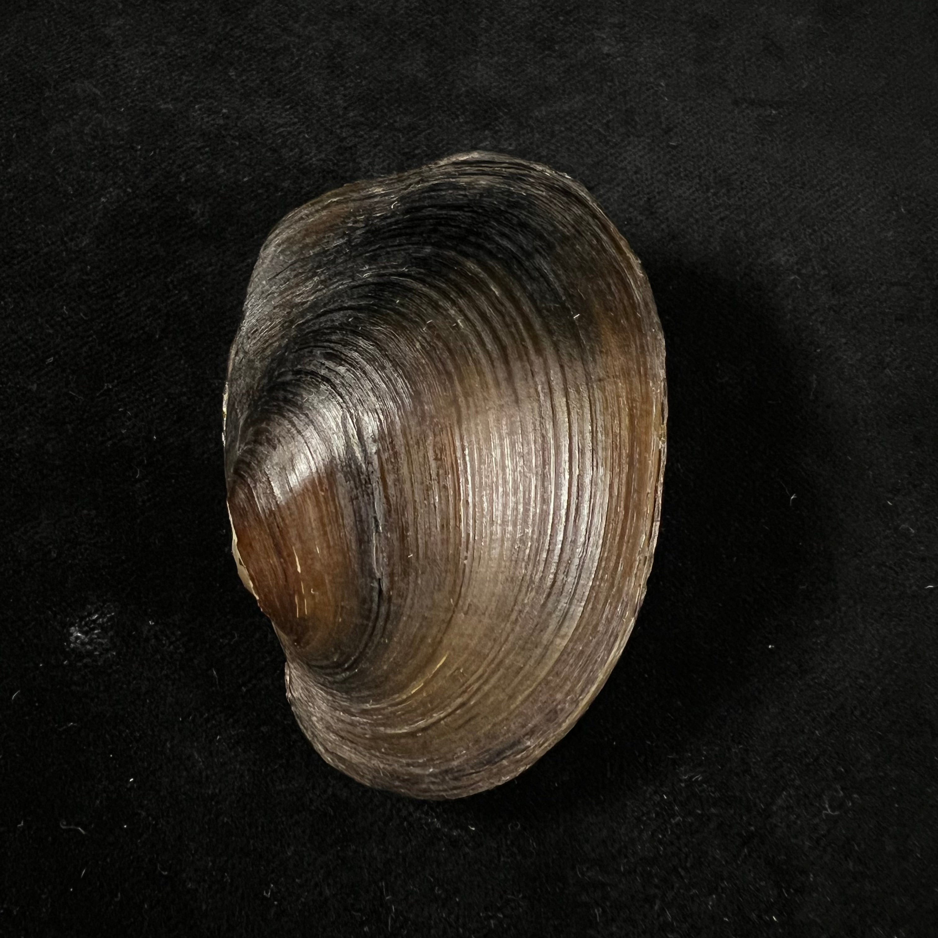 Diplodon suavidicus (I. Lea, 1856) - 61,1mm