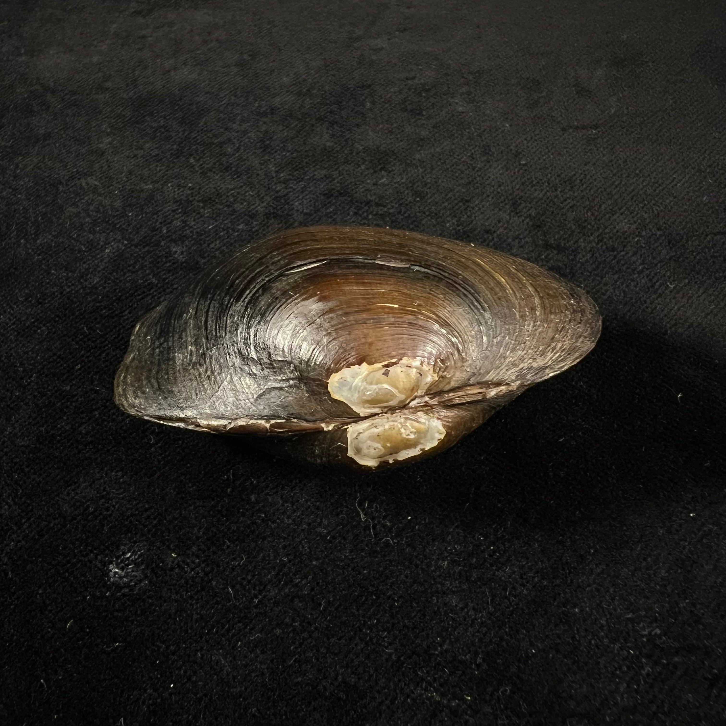 Diplodon suavidicus (I. Lea, 1856) - 61,1mm