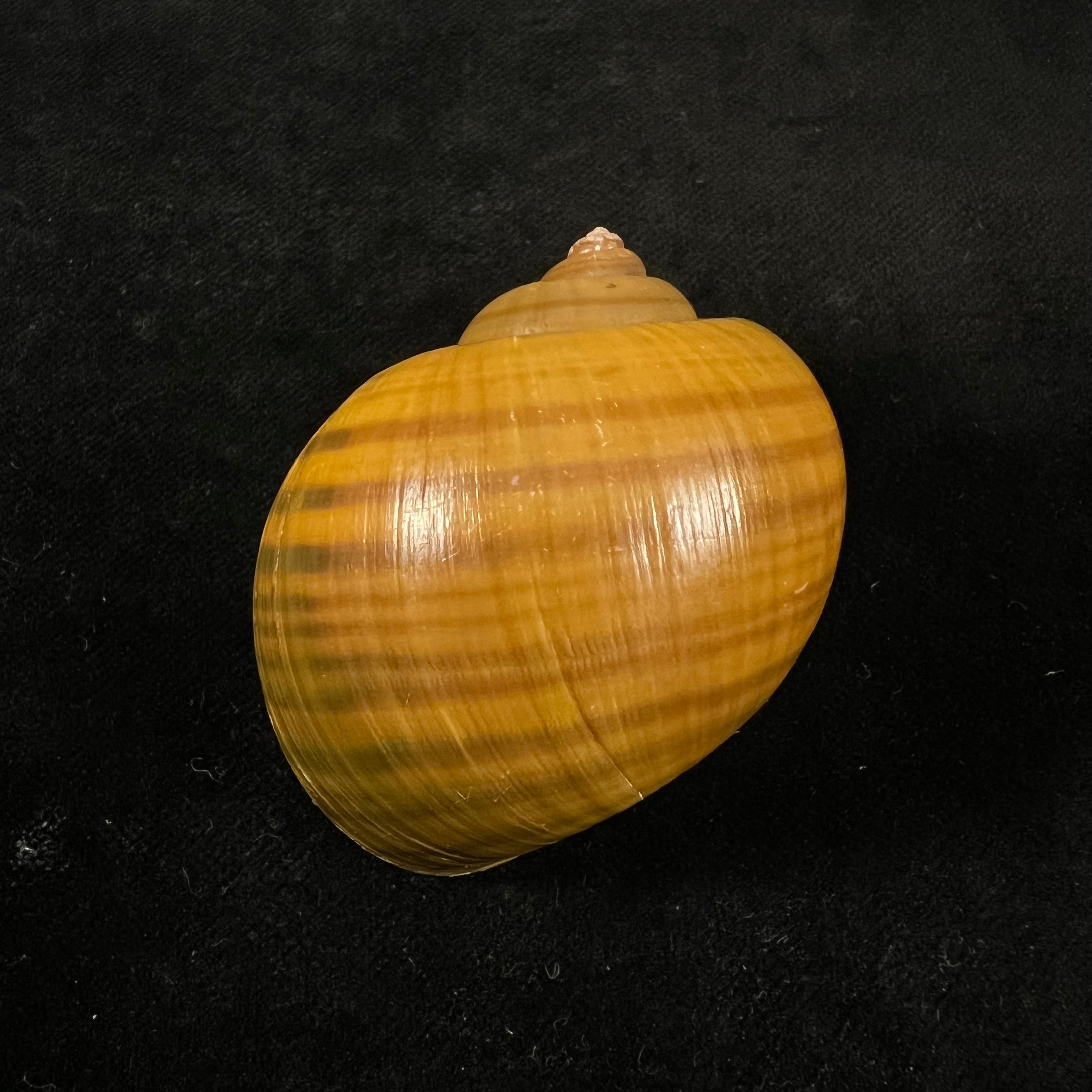 Pomacea erythrostoma (Reeve, 1856) - 71,8mm