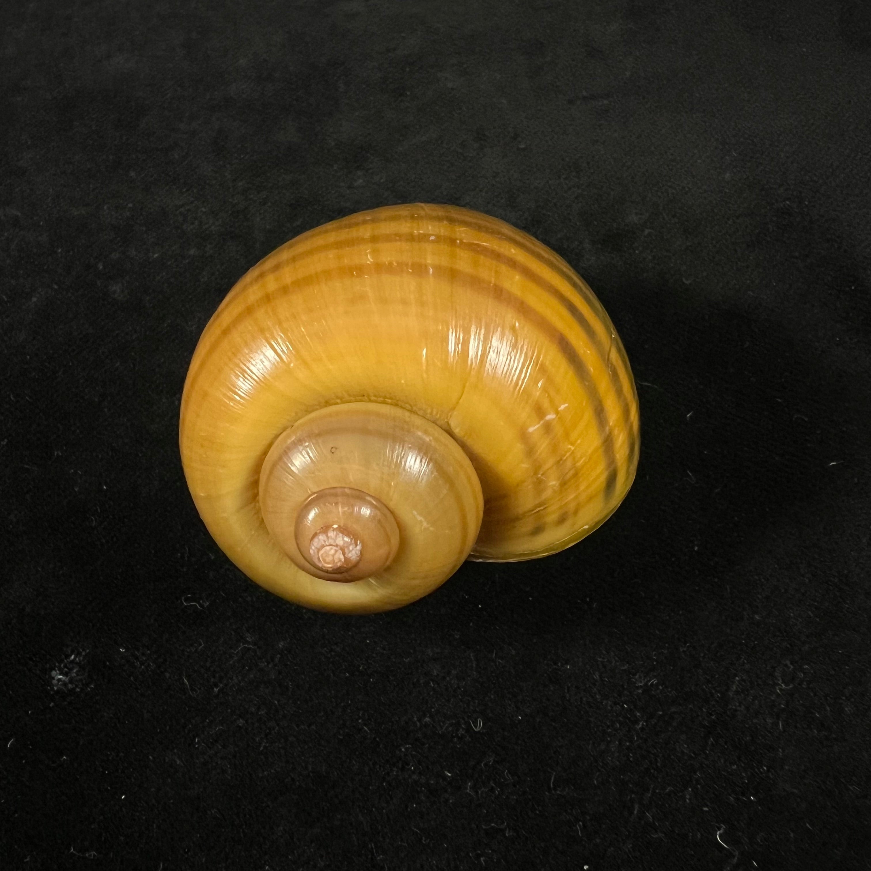 Pomacea erythrostoma (Reeve, 1856) - 71,8mm