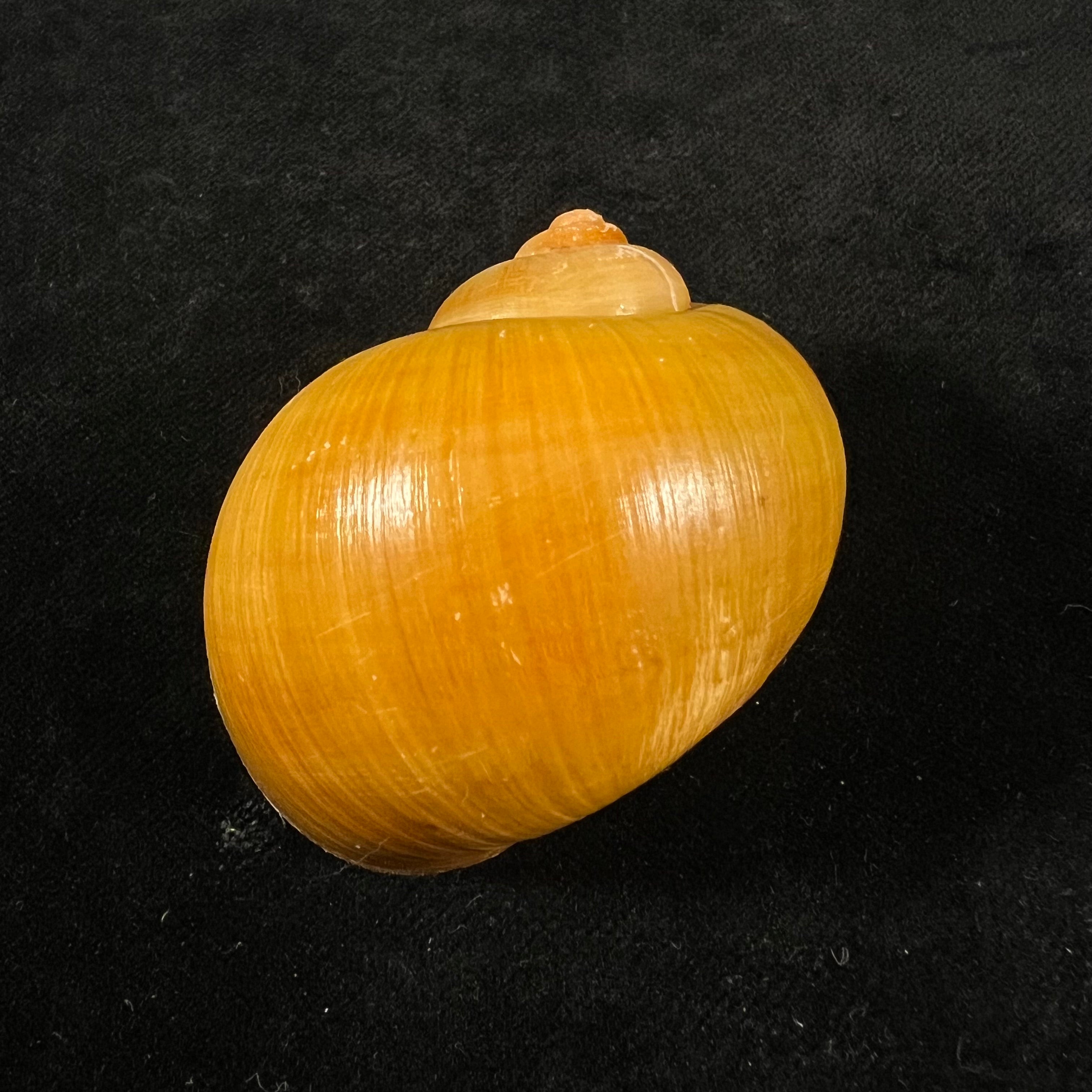 Pomacea species - 51mm