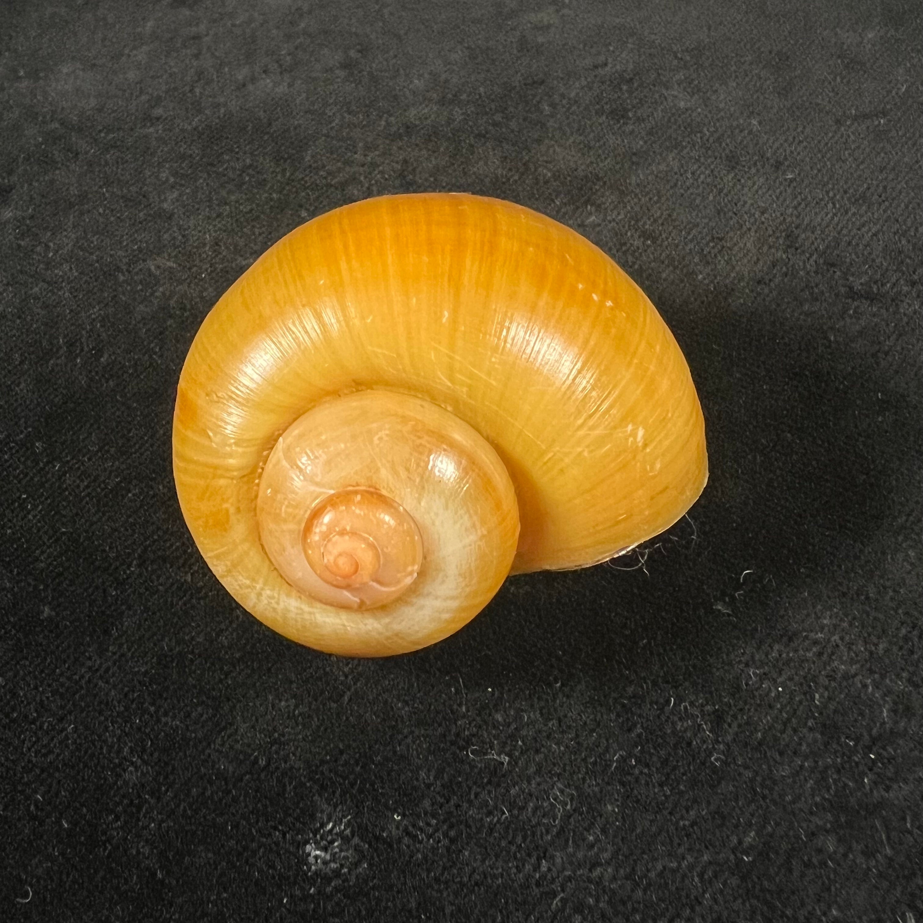 Pomacea species - 51mm