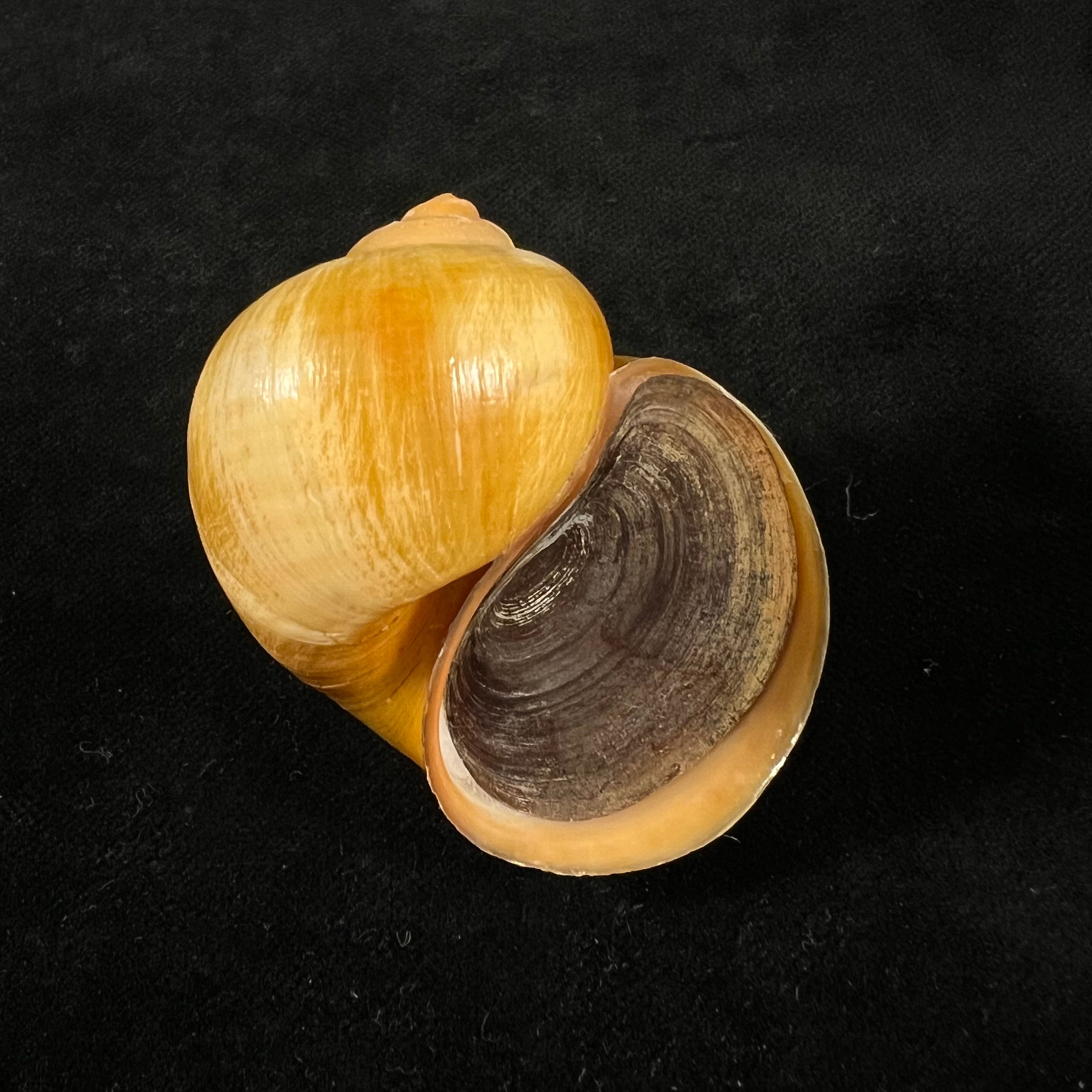 Pomacea species - 51mm