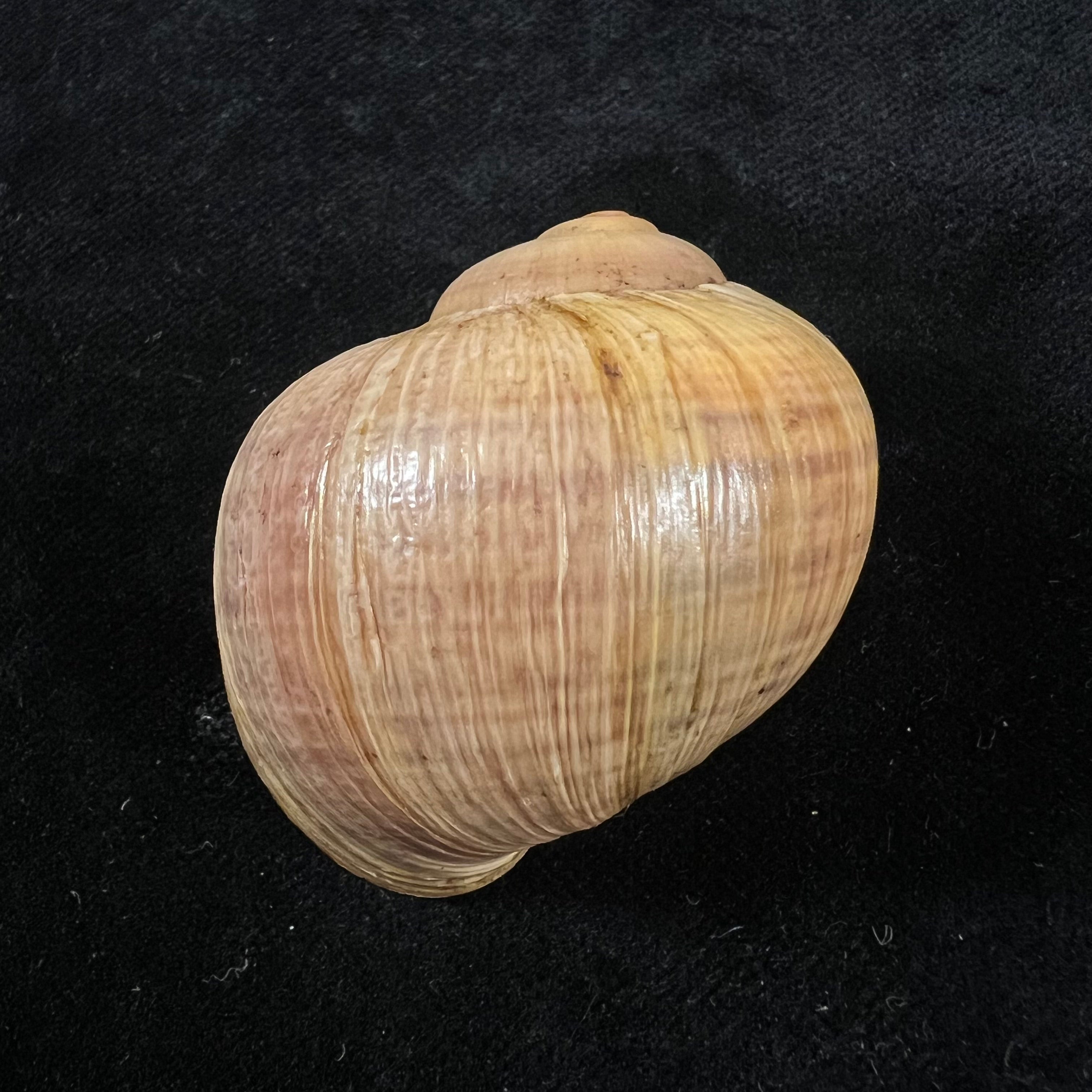 Pomacea paludosa (Say, 1829) - 43,4mm