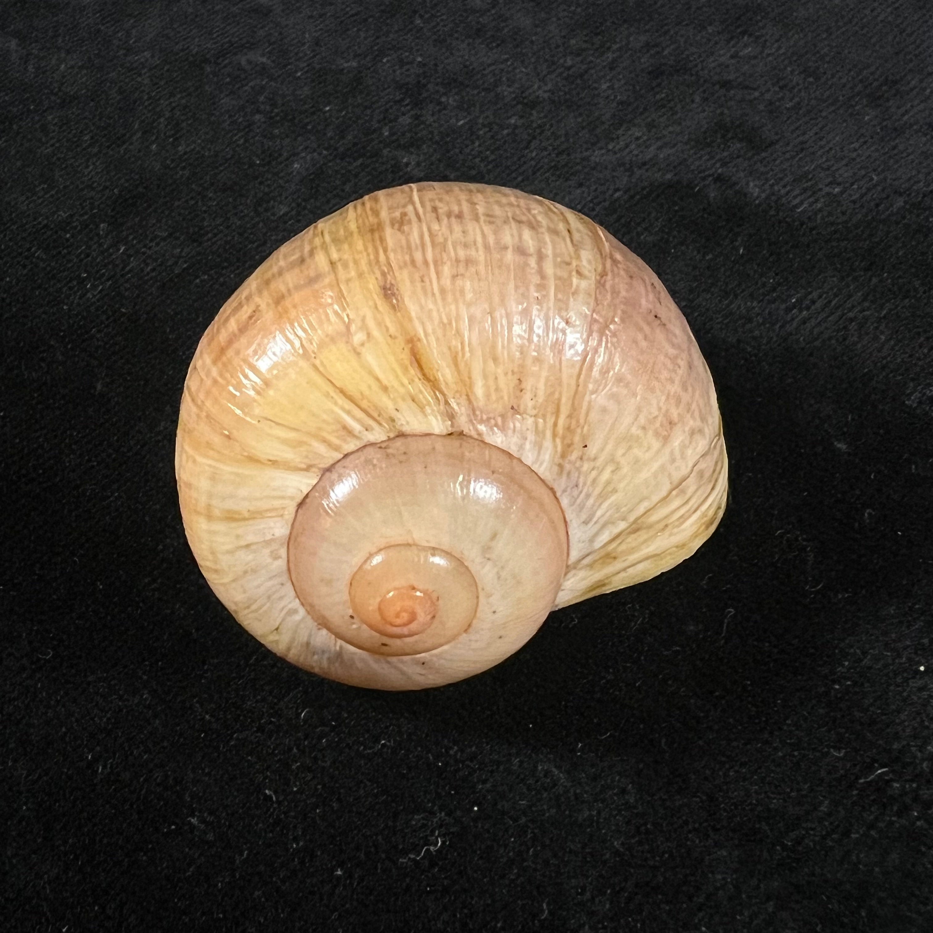 Pomacea paludosa (Say, 1829) - 43,4mm