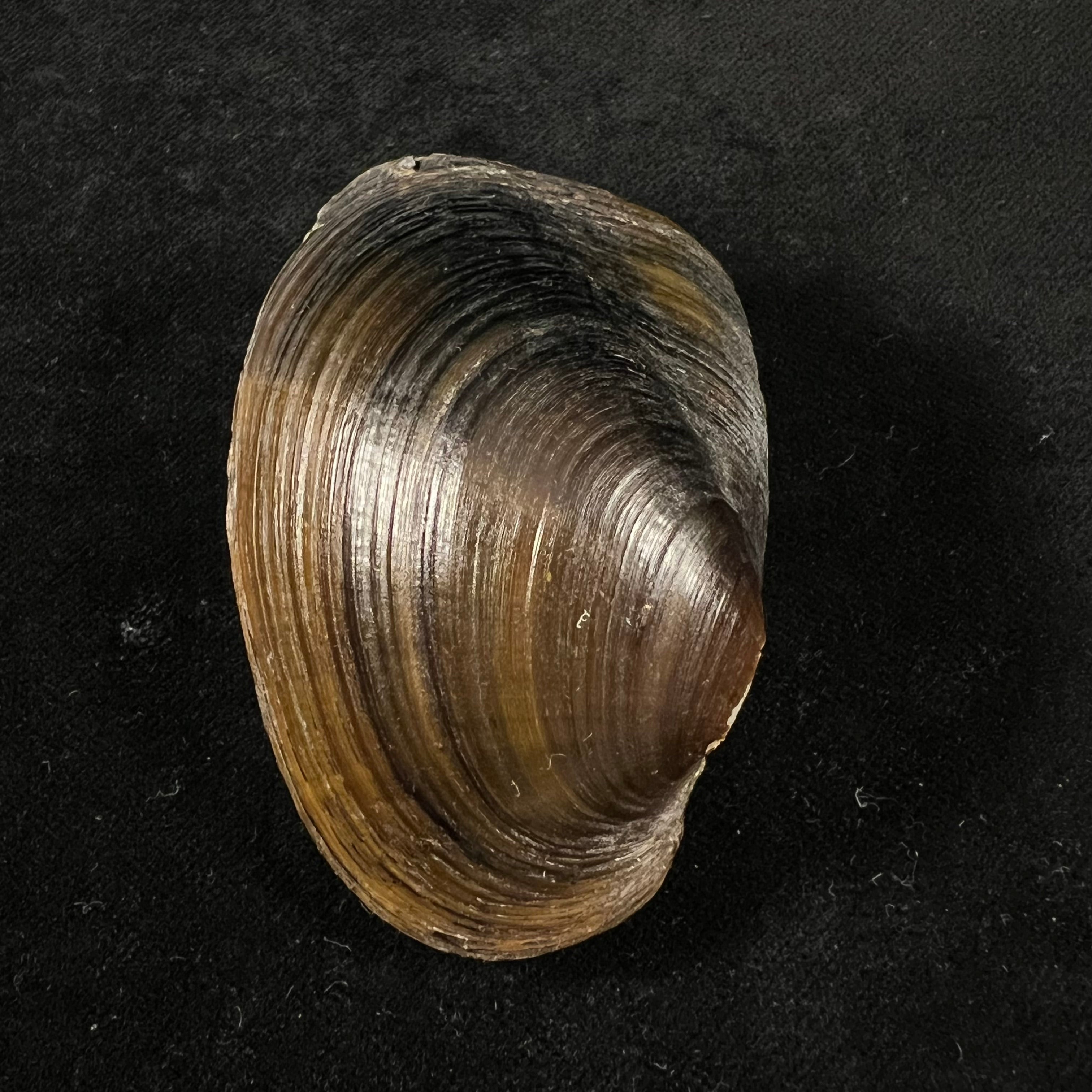 Diplodon suavidicus (I. Lea, 1856) - 64,9mm