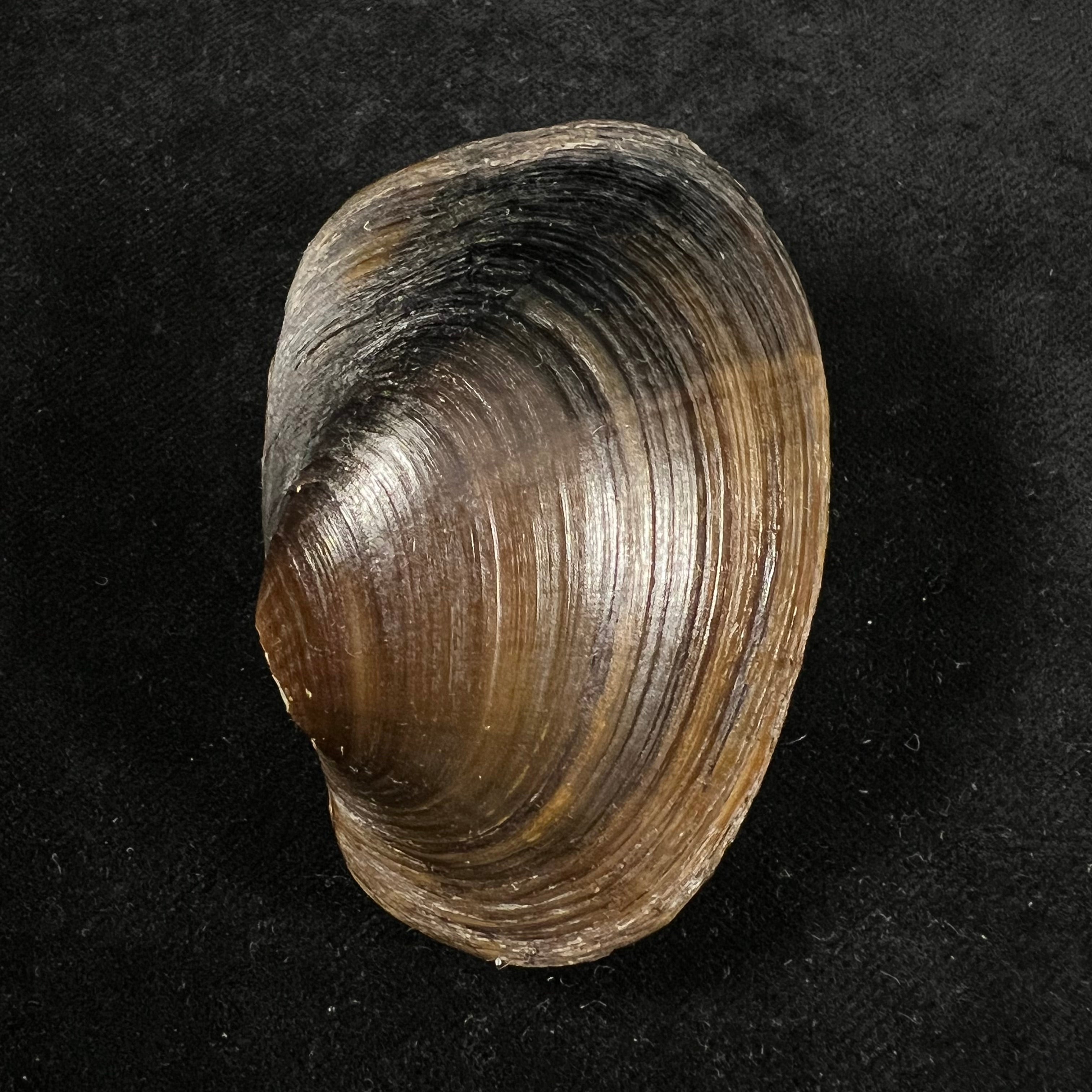 Diplodon suavidicus (I. Lea, 1856) - 64,9mm